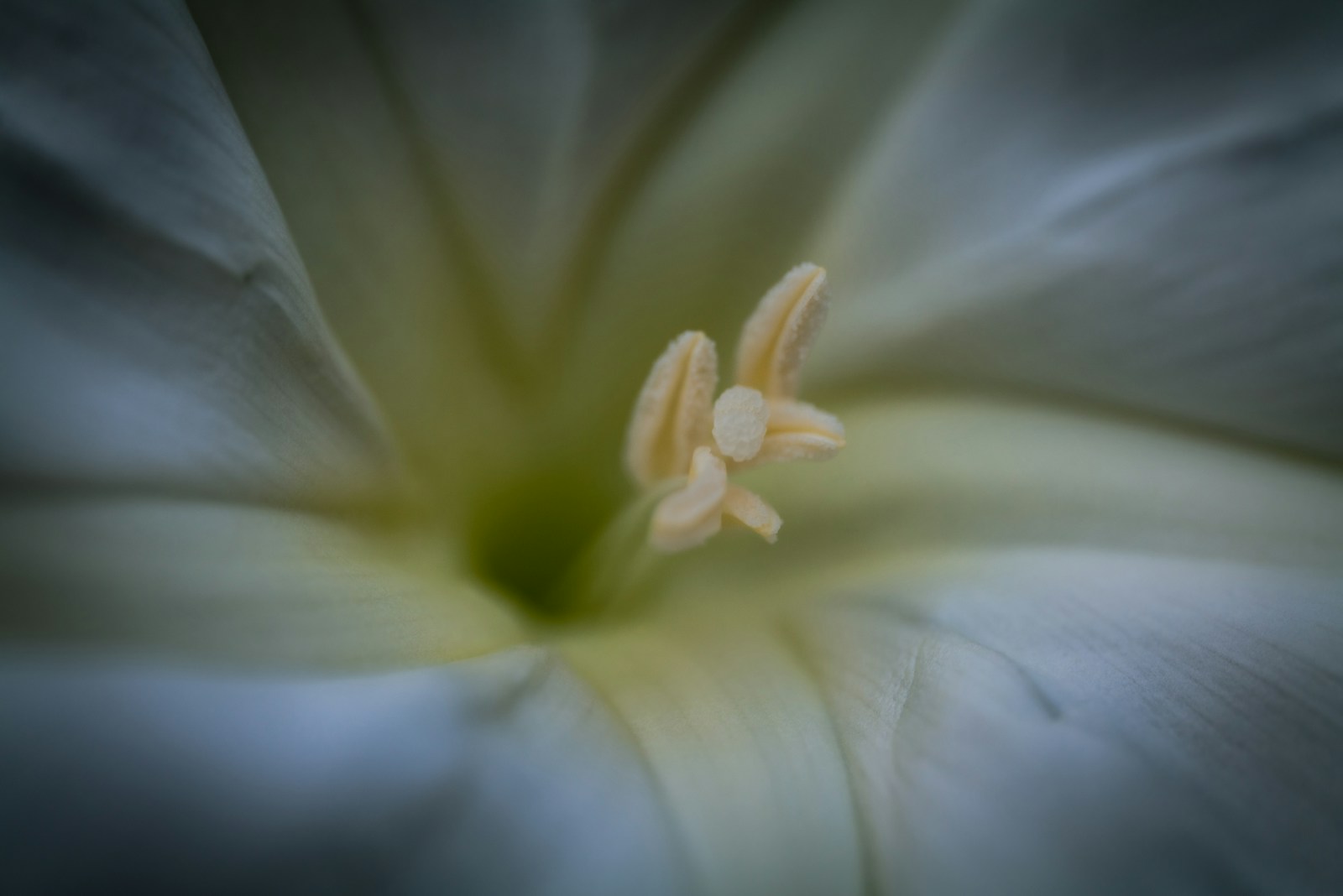 Looking into the pale throat of a moonflower at its stamens