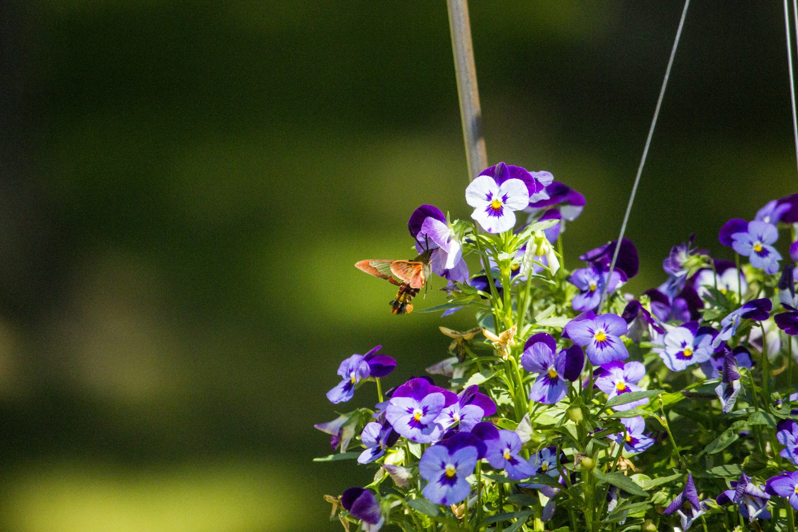 Hummingbird moth feeding on purple and white violas in a hanging basket