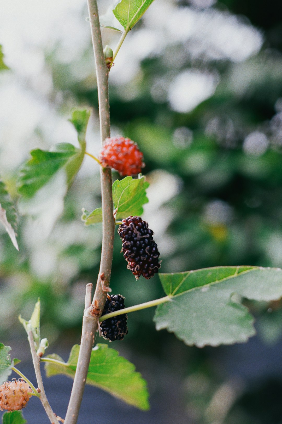 A mulberry twig with one red unripe fruit and two fully ripe black fruits beside a leaf
