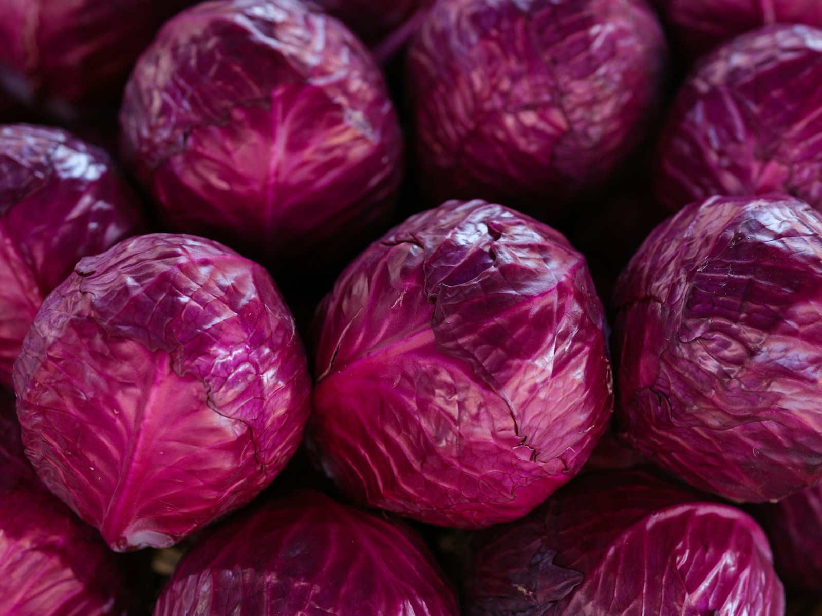 Trimmed red cabbage heads with glossy purple leaves piled at a market