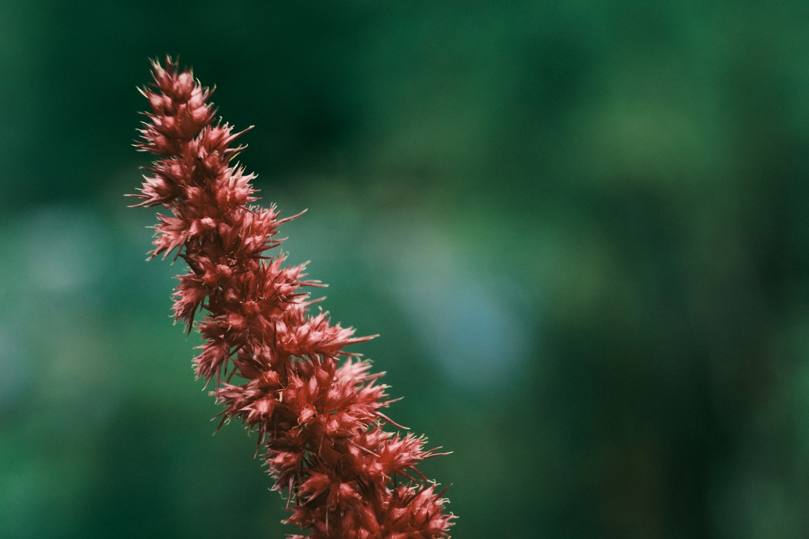 Close view of a single spiky red amaranth flower spike