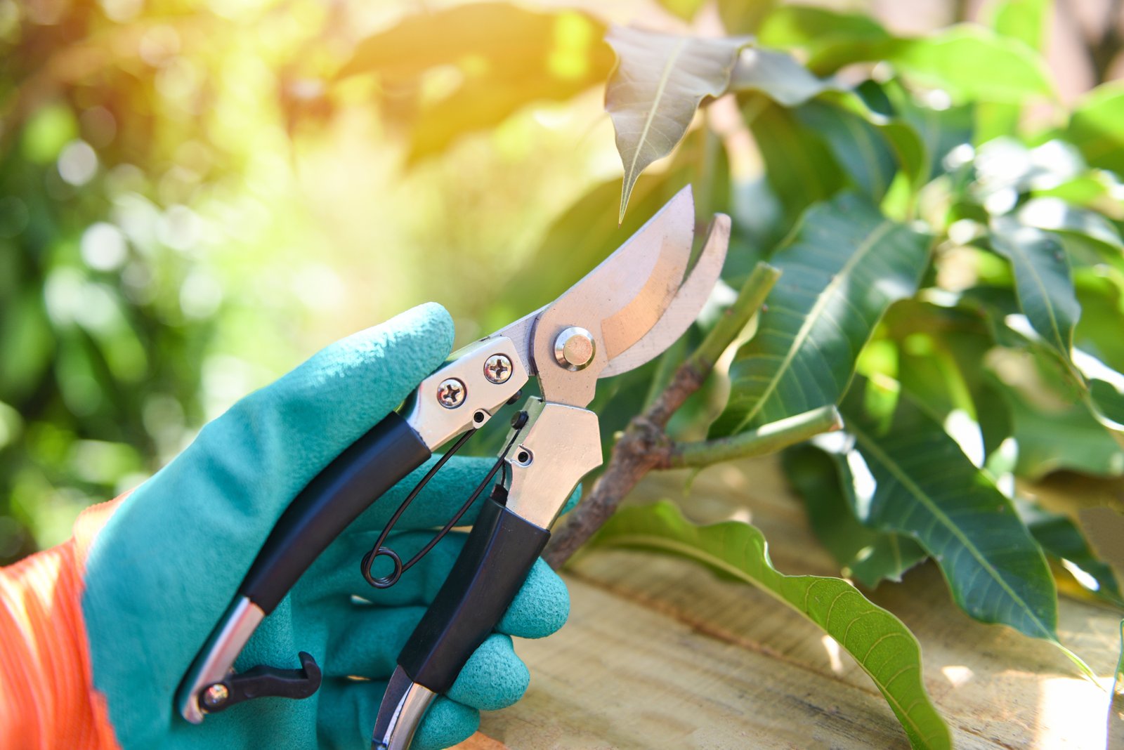 A gloved hand holding pruning shears beside leafy green growth