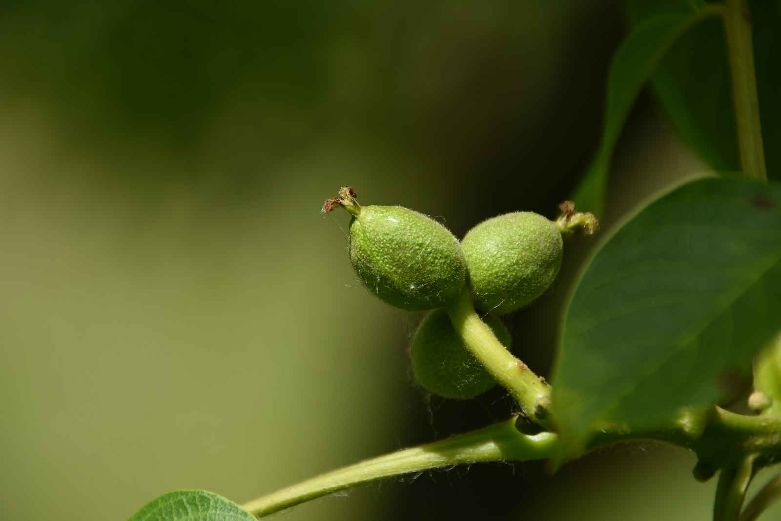 Young hairy green walnut fruitlets forming on a branch in early summer