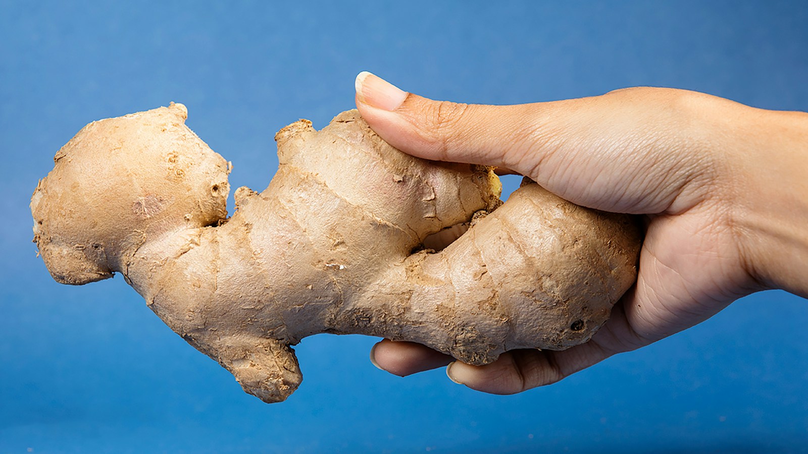 Hand holding a large mature ginger rhizome against a blue background