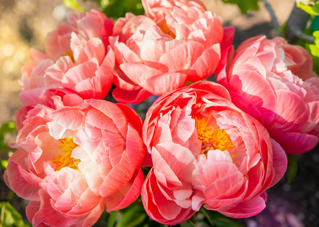 Cluster of coral-pink peony blooms with visible yellow stamens