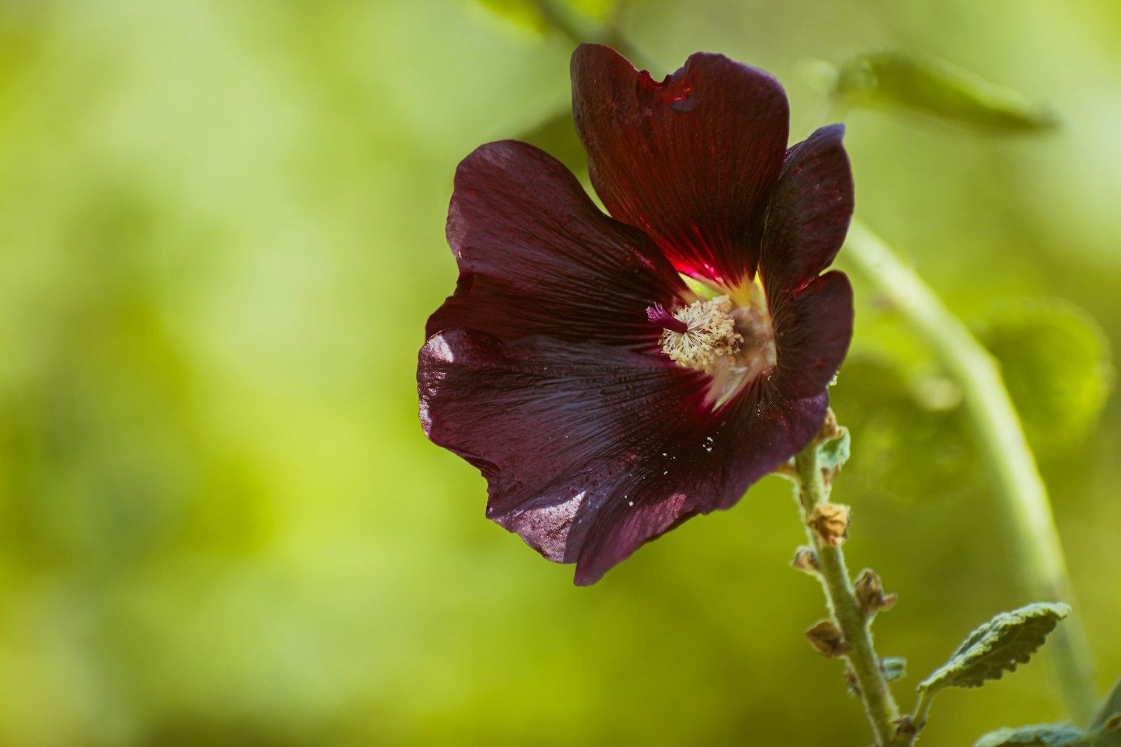 Deep maroon single hollyhock flower with a pale cream centre
