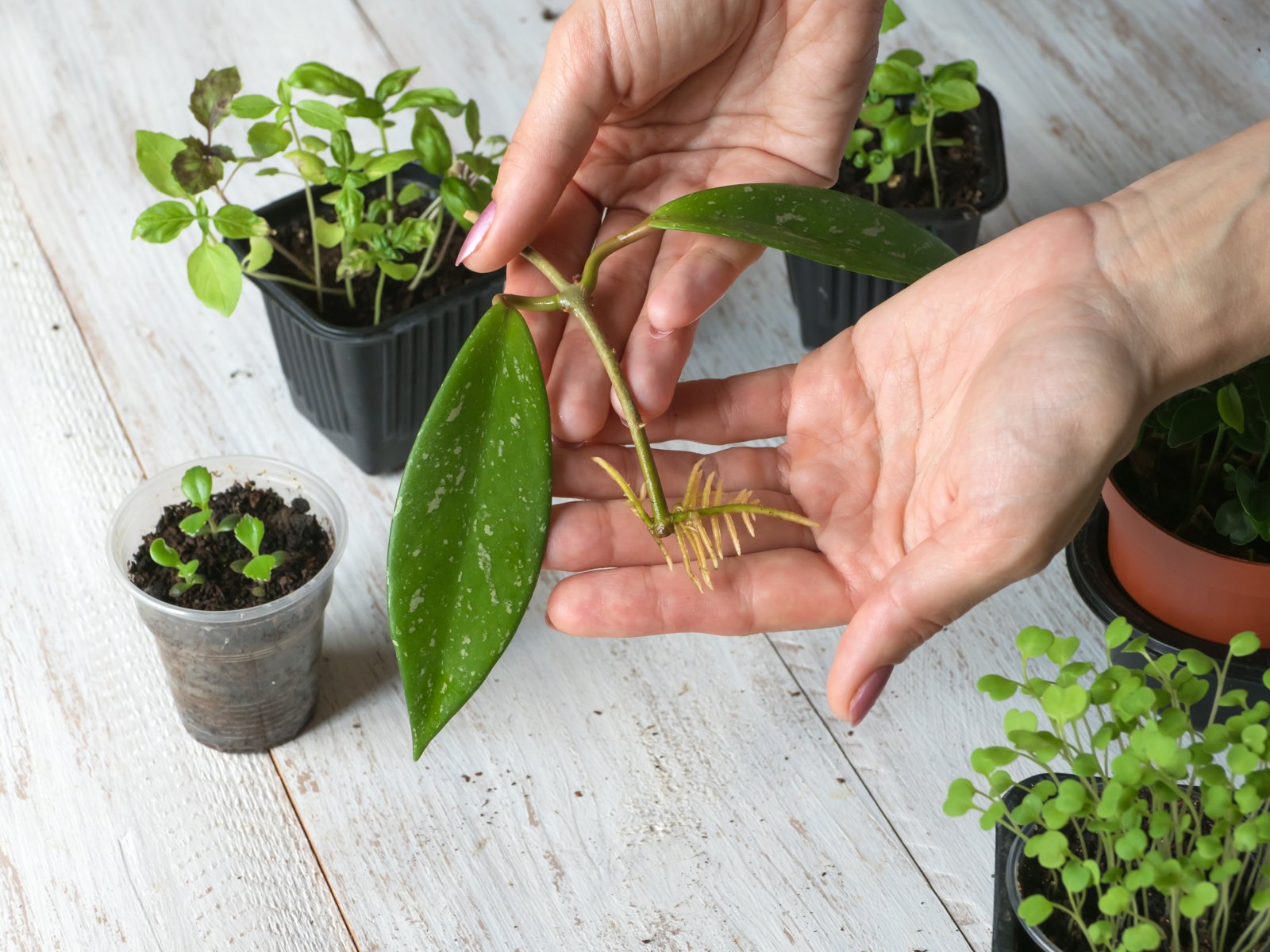 Hands holding a leafy plant cutting with fresh new roots