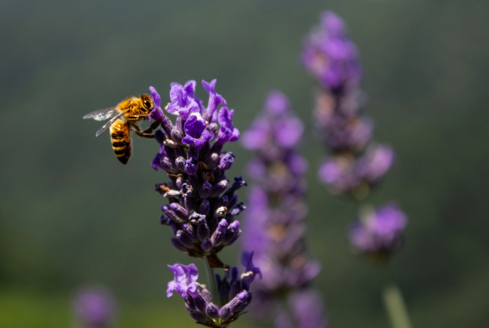 Honeybee feeding on a purple lavender flower spike