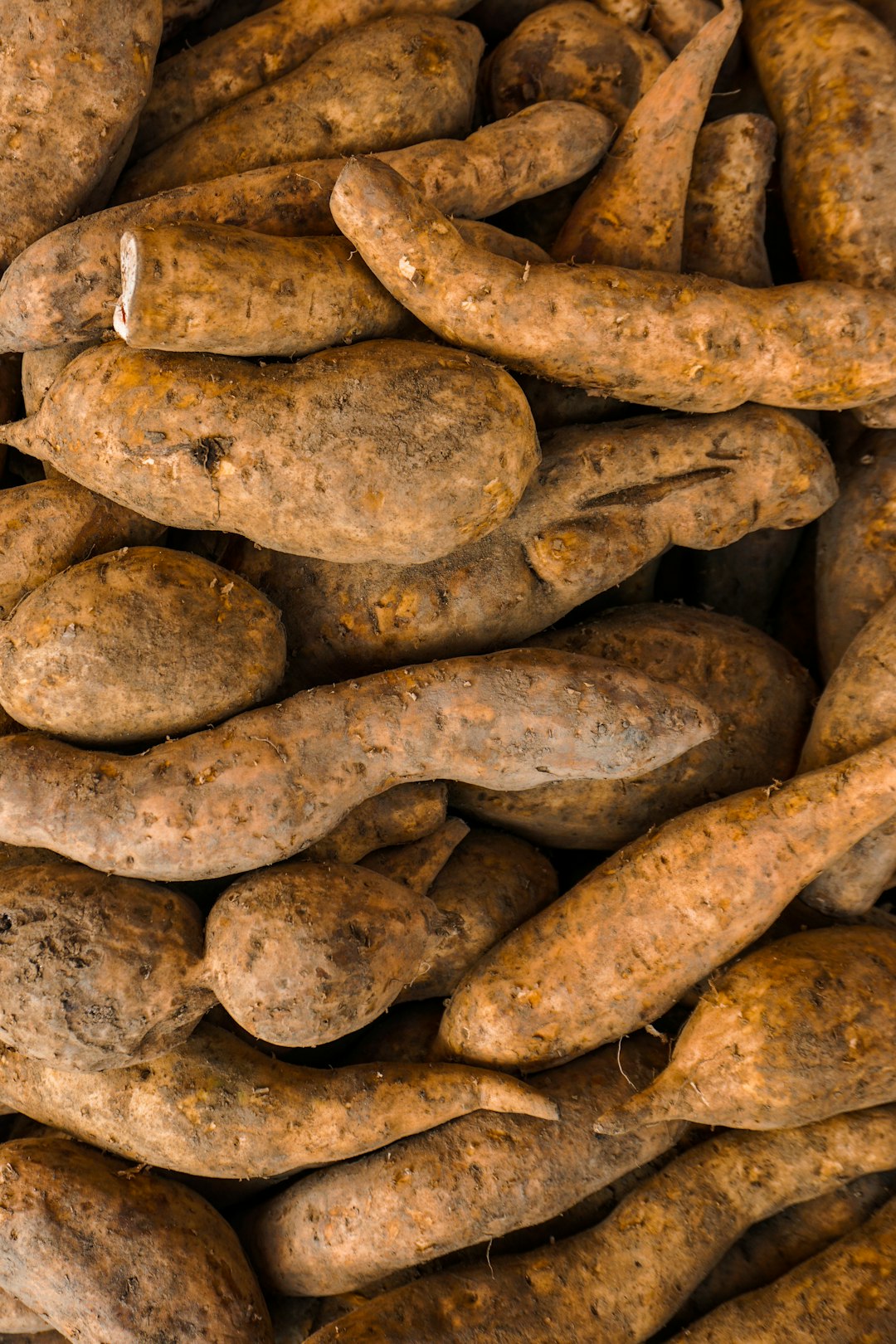 A heaped pile of freshly dug sweet potato tubers still covered in garden soil