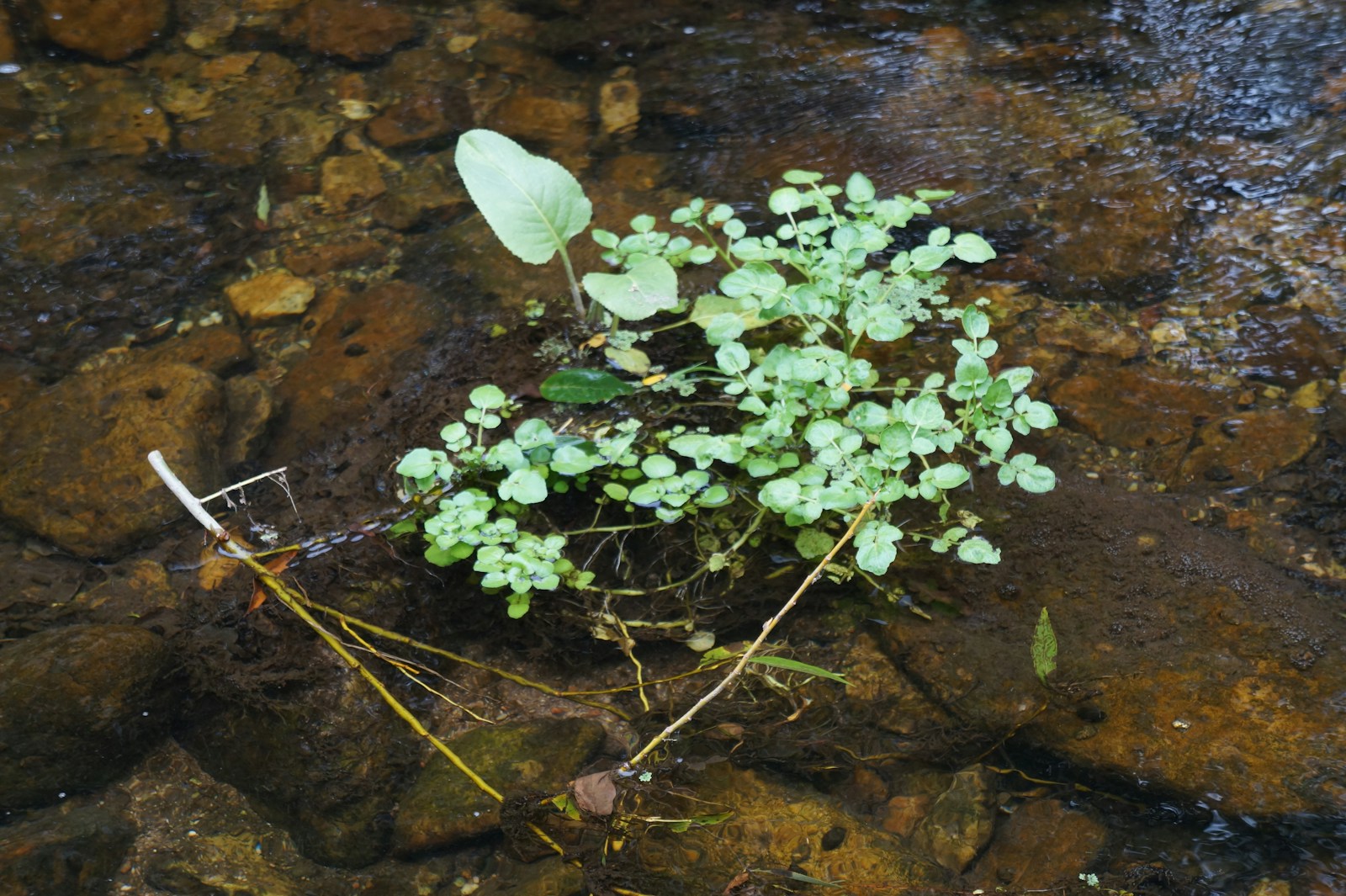 Watercress growing among stones in shallow clear running water