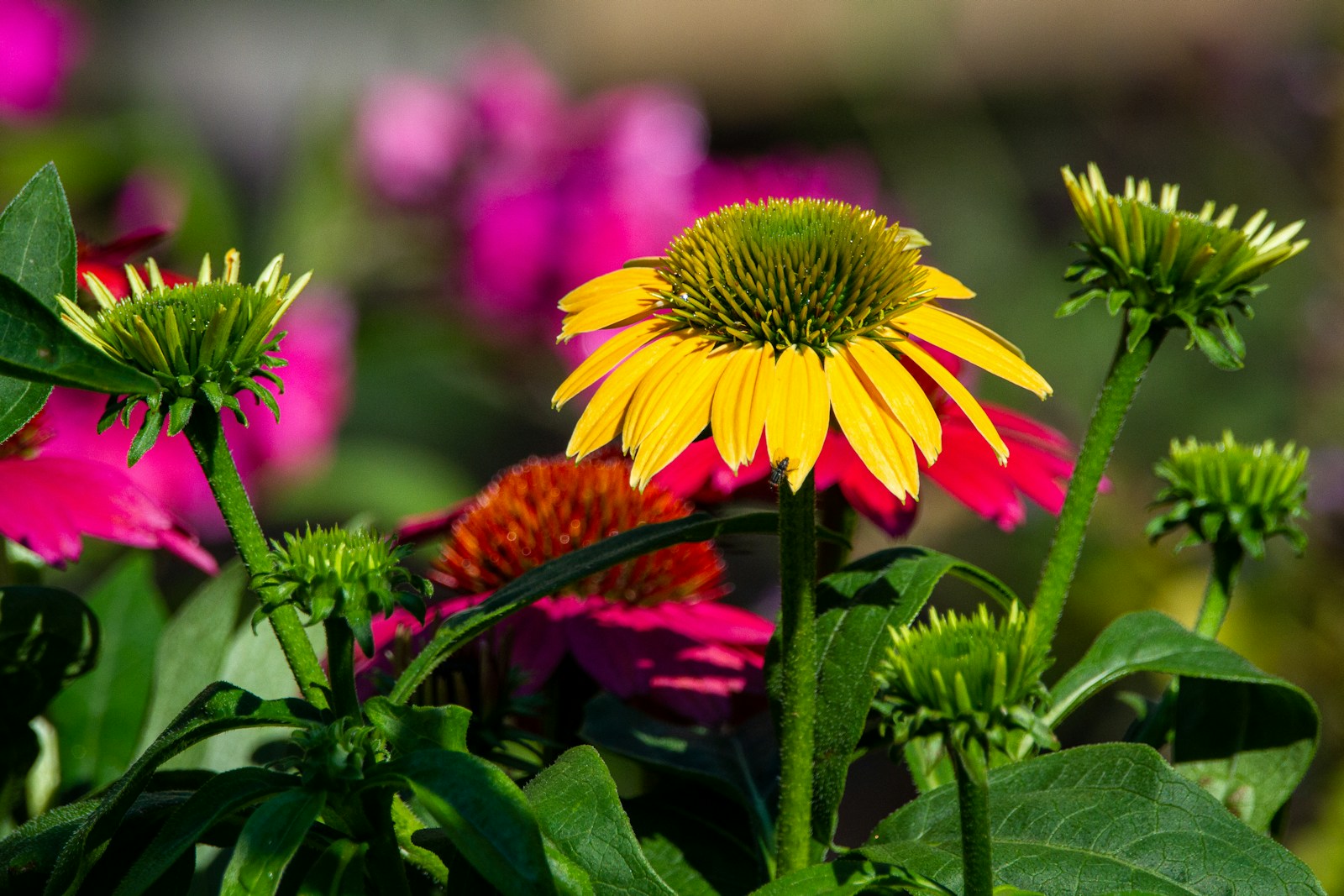 Yellow and pink hybrid coneflowers with green buds in a garden bed