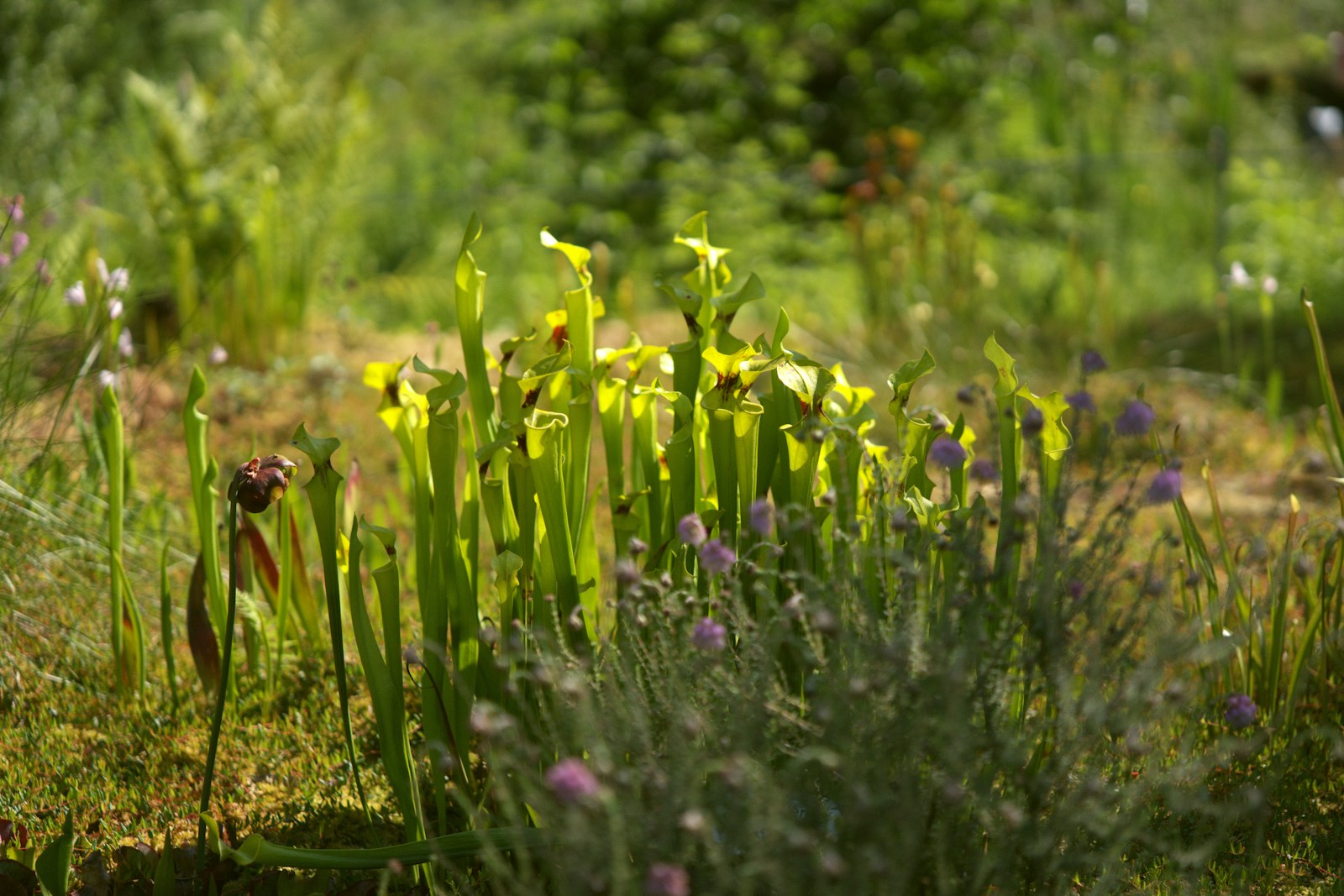 Sunny bog garden with pitcher plants growing in wet mossy ground