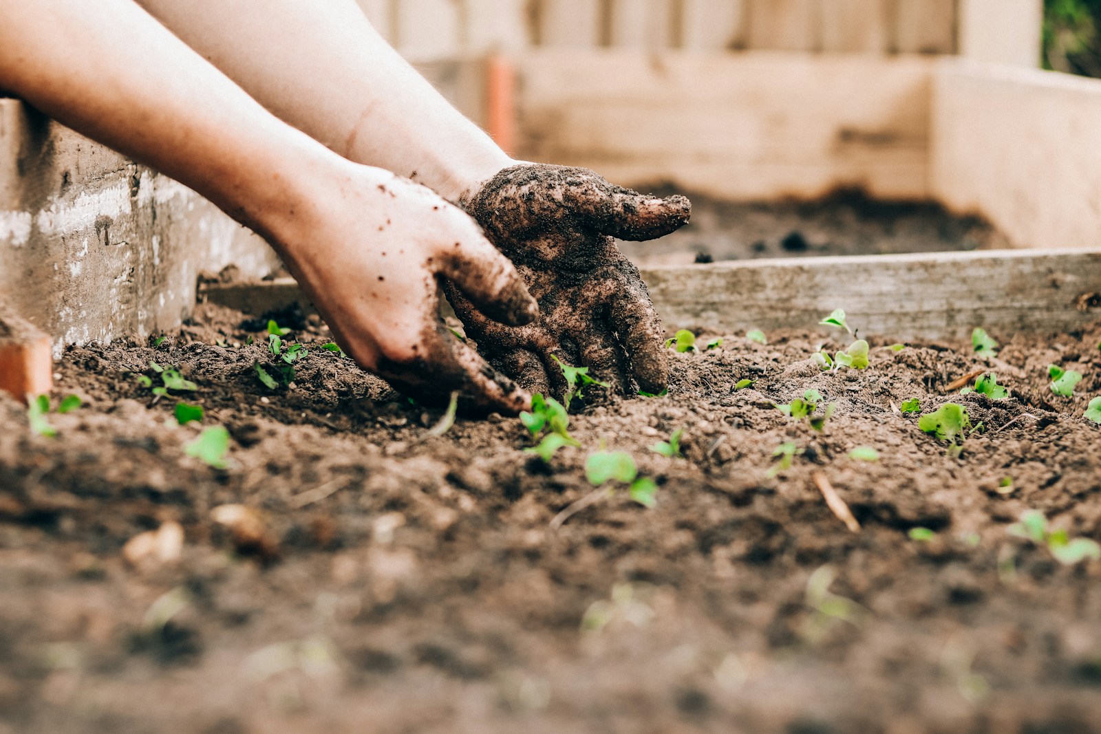 Soil-covered hands firming young seedlings into a wooden raised bed