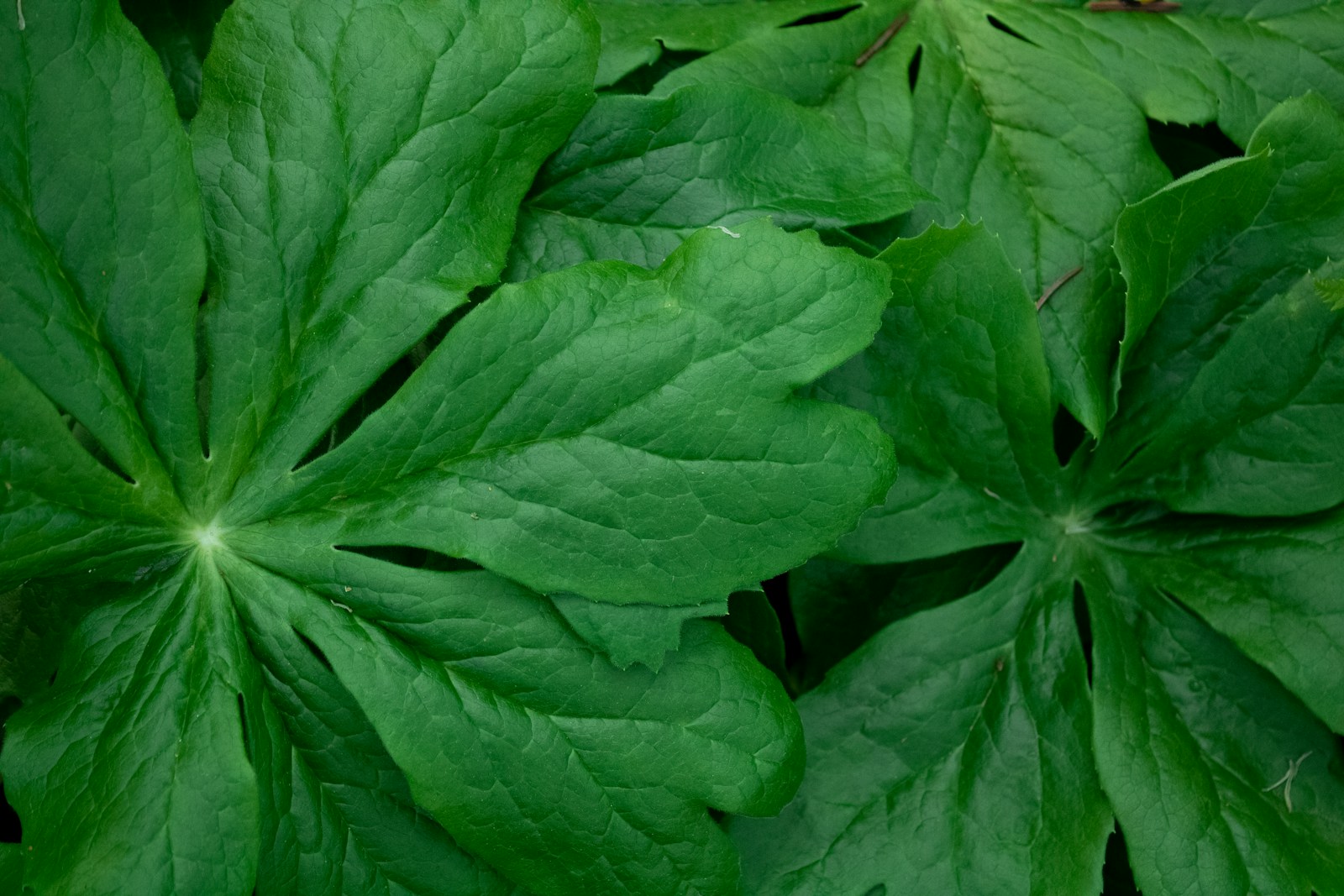 Glossy deeply lobed mayapple leaves seen from above in a dense colony