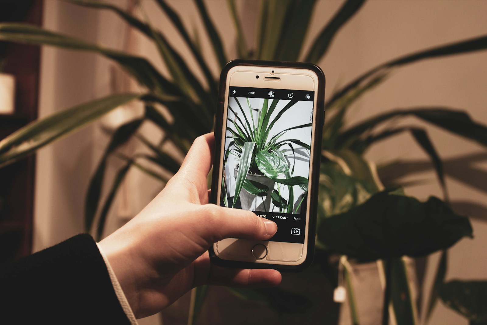 A hand holding a phone to photograph a leafy potted plant