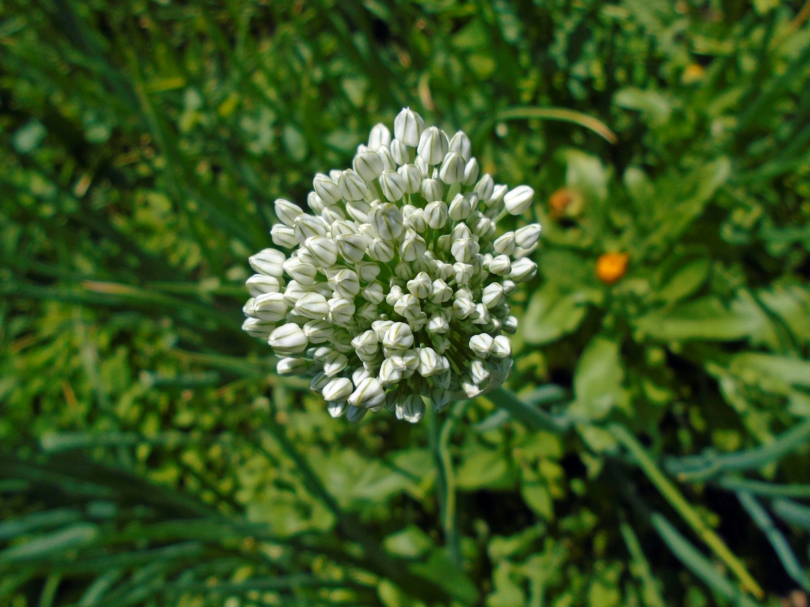 Round white leek flower head in bud on a tall stalk
