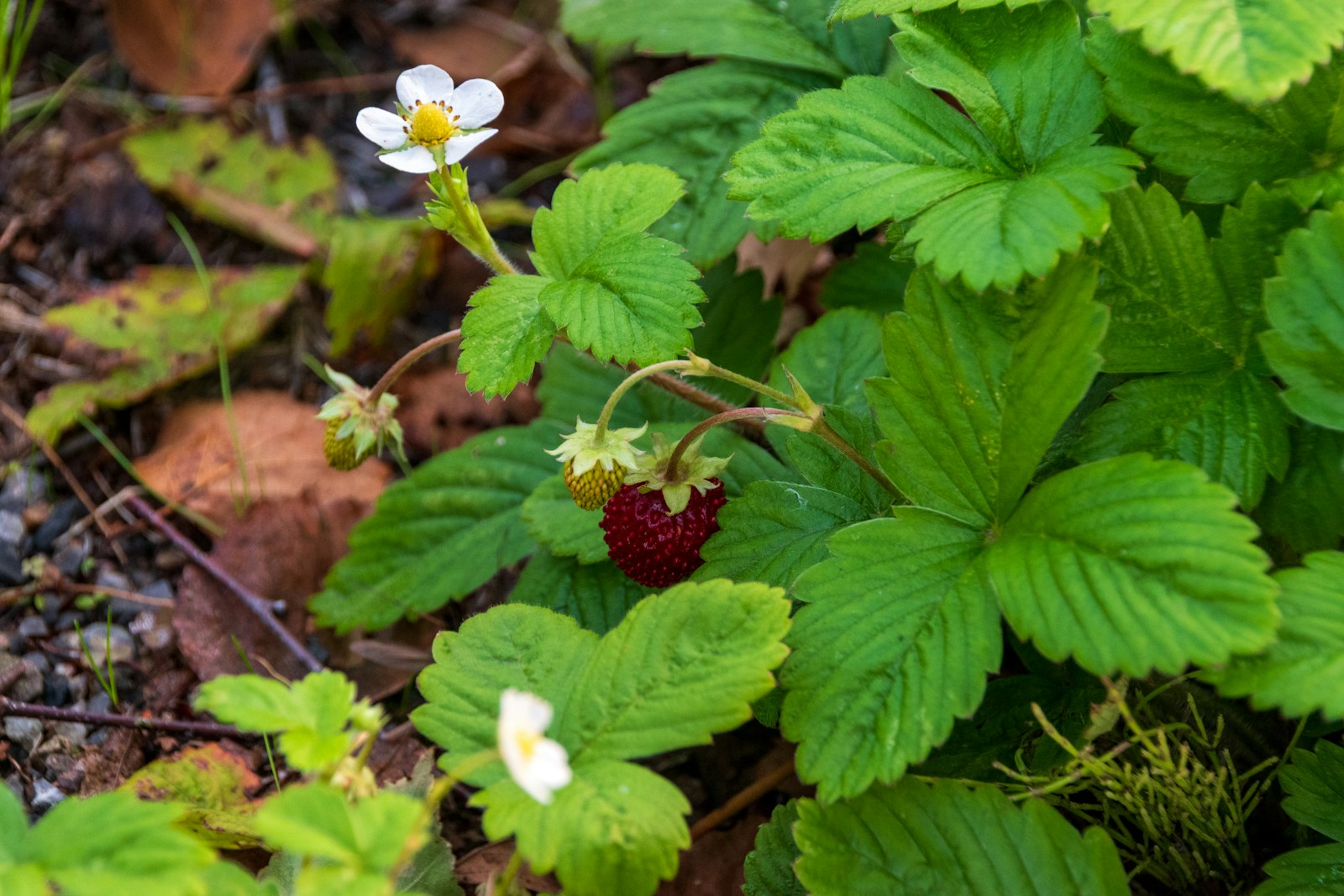 Wild strawberry with toothed compound leaves of three leaflets, flowers and red fruit