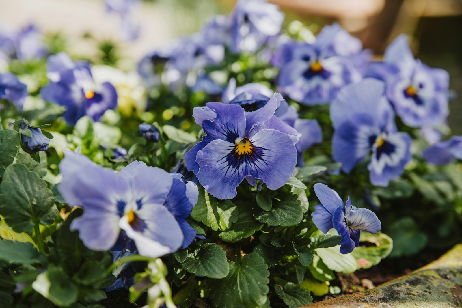 Pale blue pansies with yellow eyes growing in a stone container