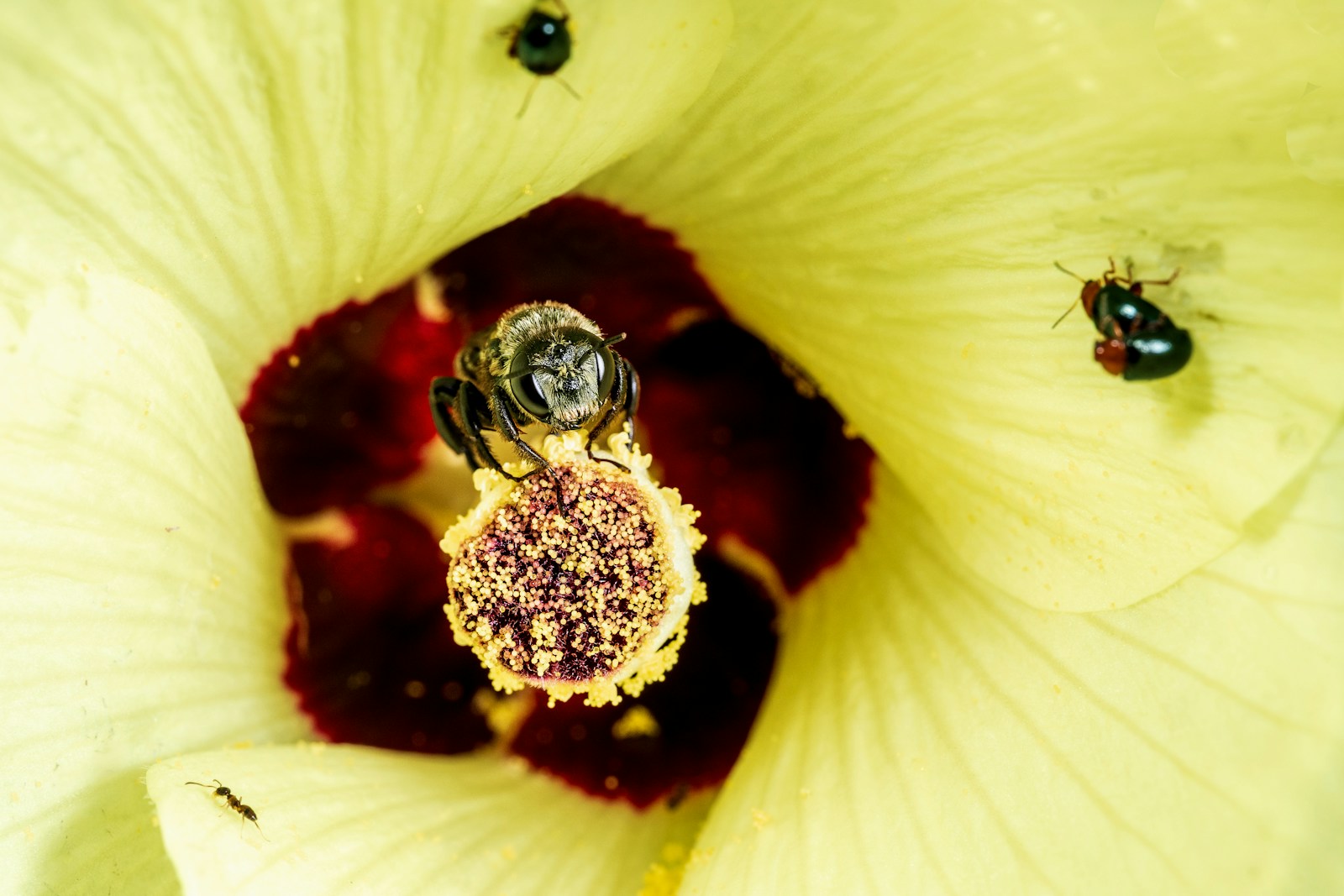 A bee gathering pollen in the dark red centre of an okra flower