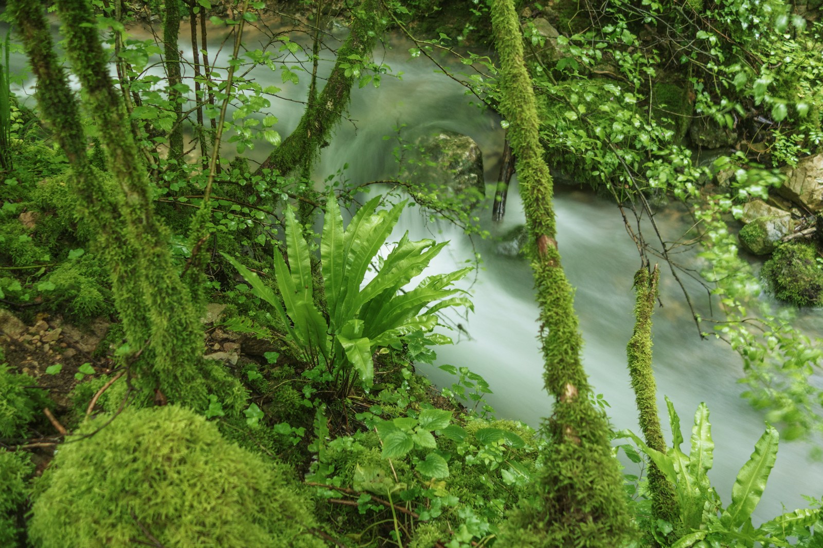 Mossy tree trunks and ferns in damp woodland undergrowth beside a stream