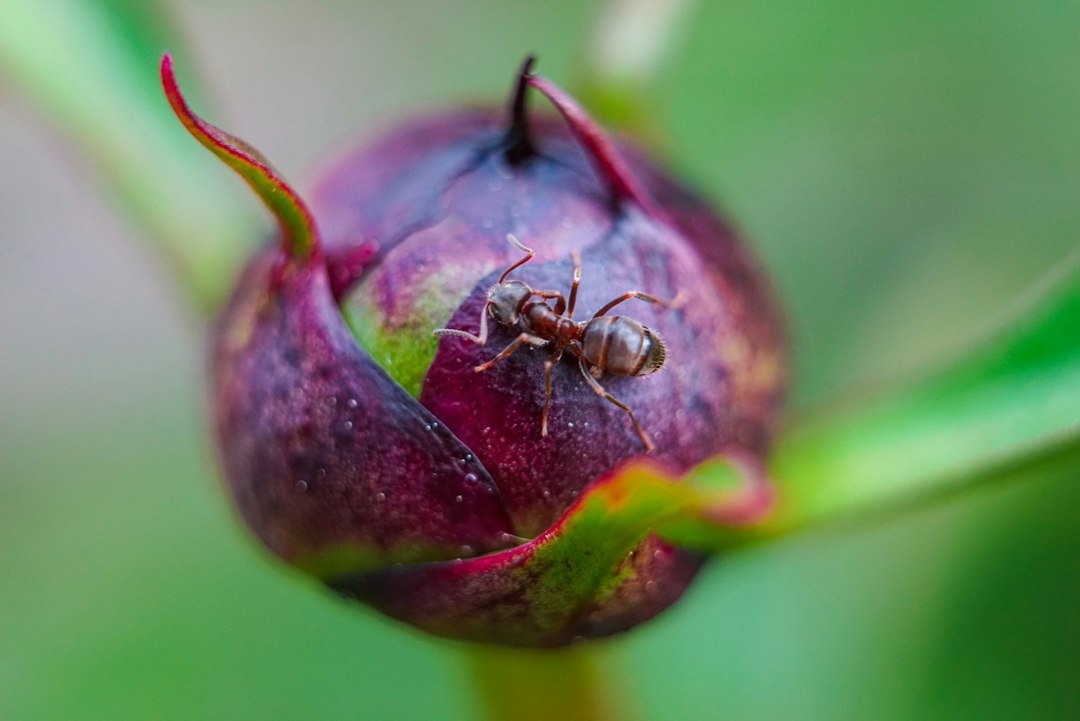 A single ant walking across a dark red unopened peony bud