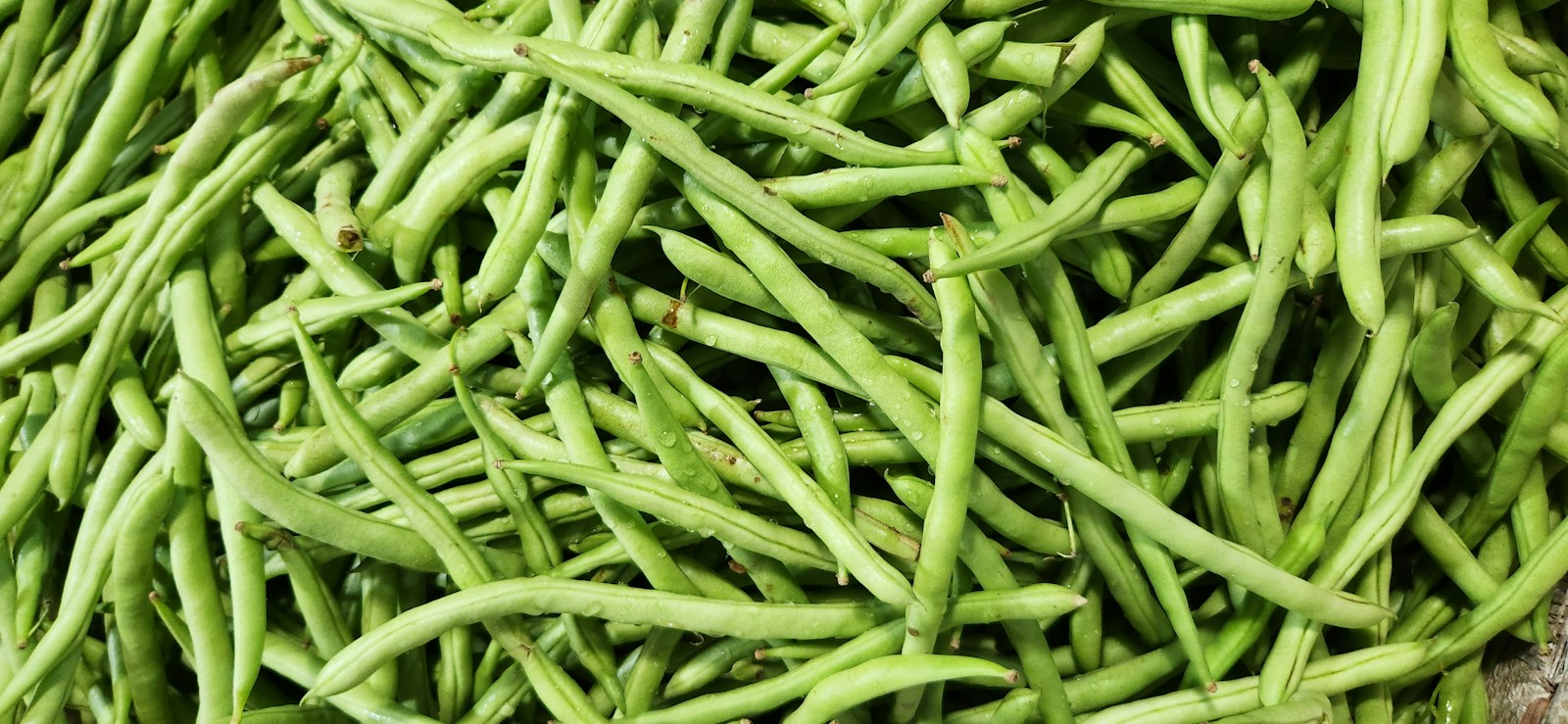 A large heap of slender, pale green bean pods with water droplets