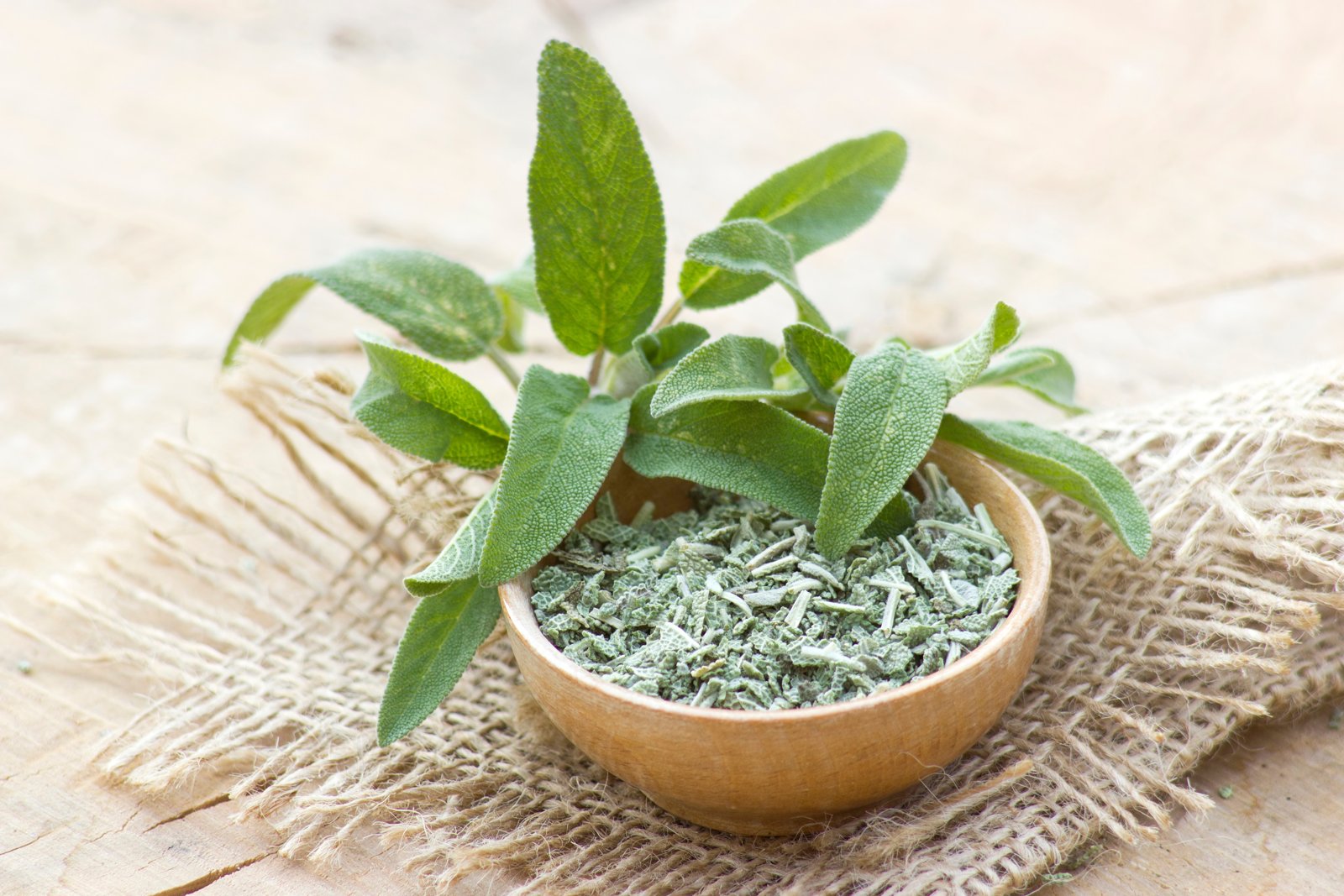 Fresh sage sprig resting on a small bowl of crumbled dried sage