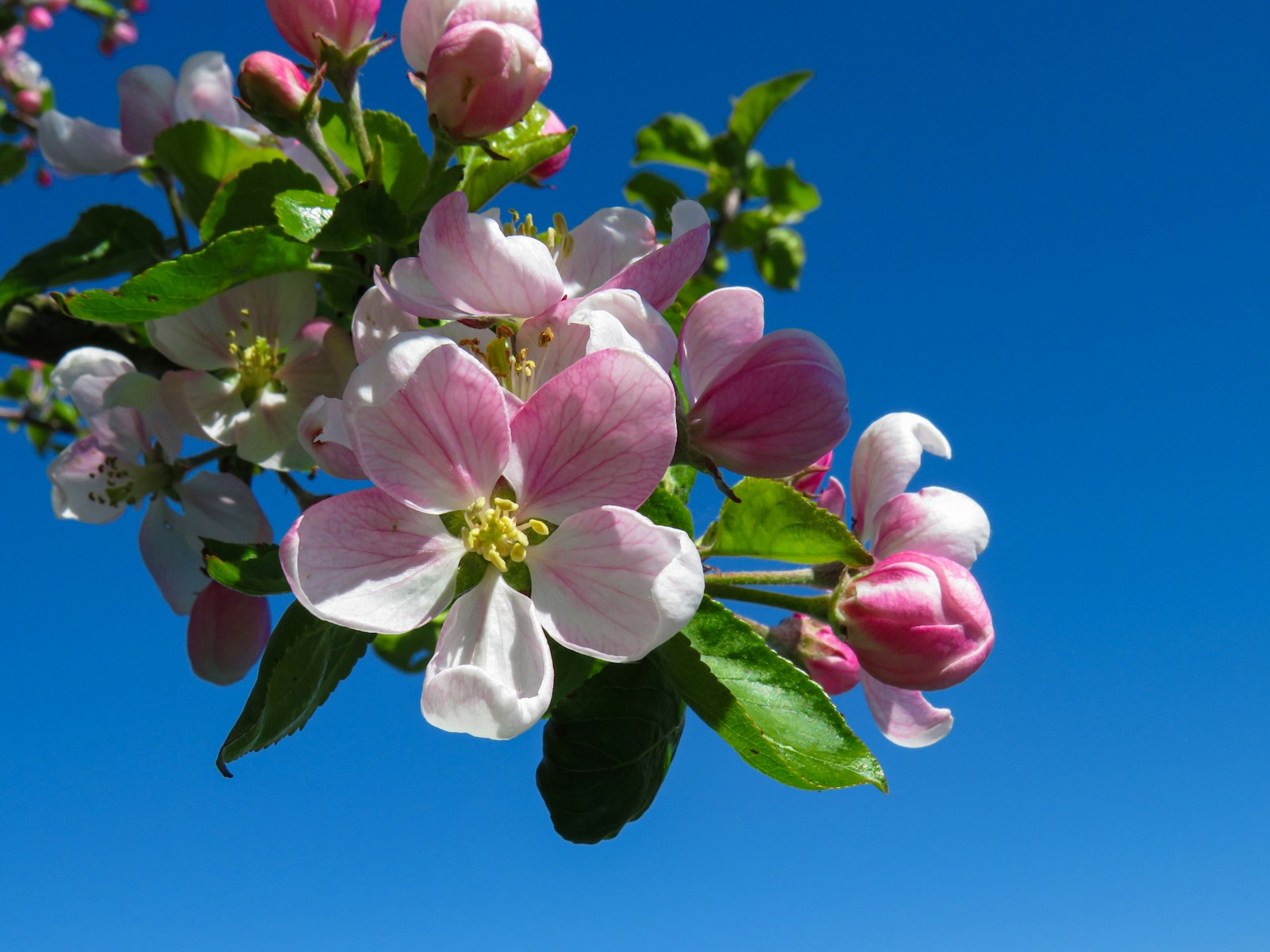 Pink and white apple blossom and buds against a blue spring sky