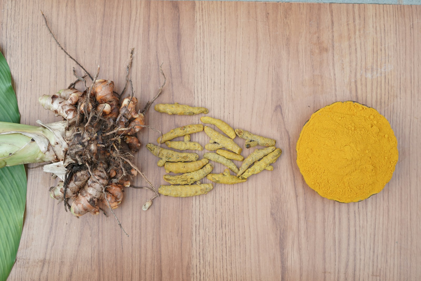 Turmeric, a ginger relative: fresh rhizome clump, dried fingers and ground powder