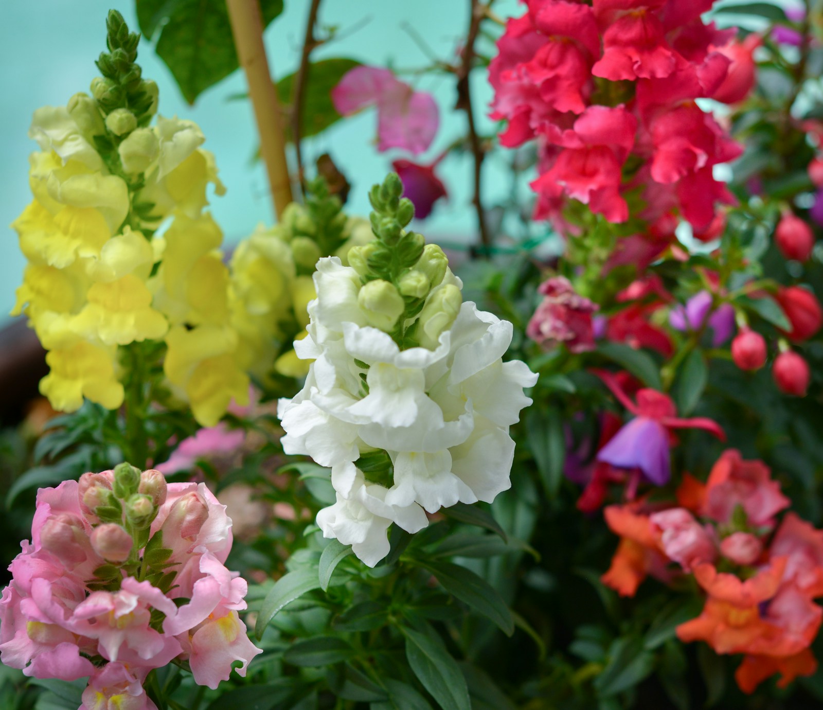 Ruffled snapdragon spikes in white, yellow, pink and red with buds