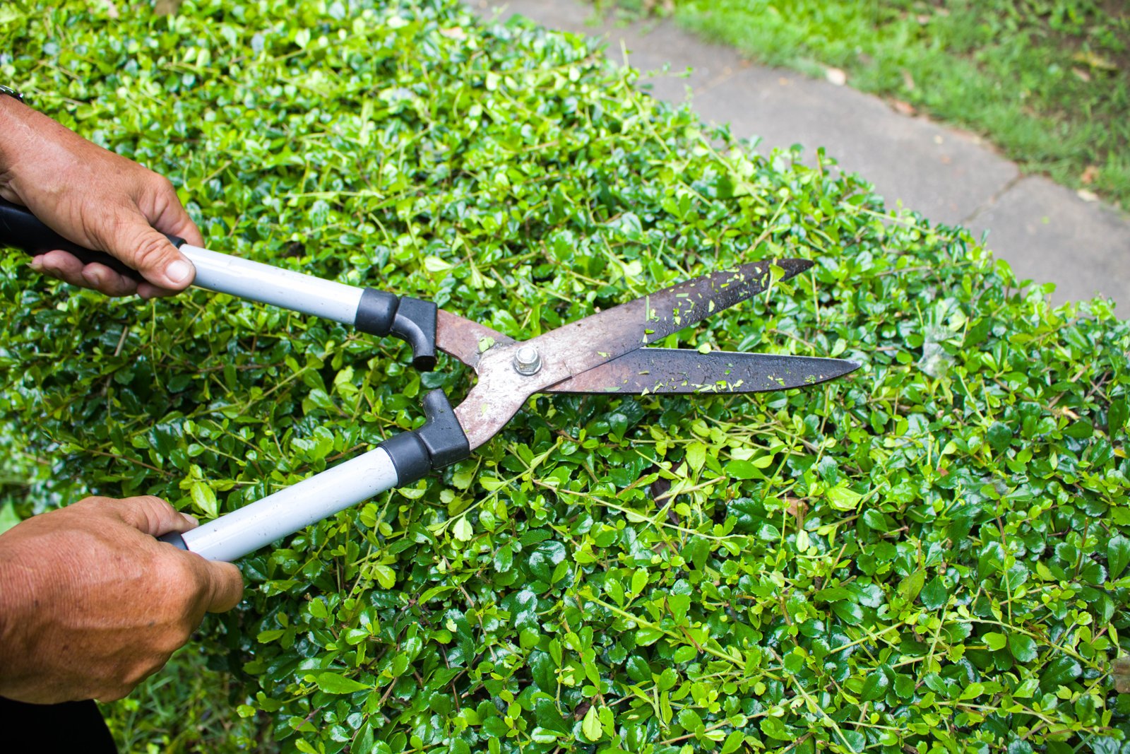 Hands using long-handled garden shears to cut leafy green growth