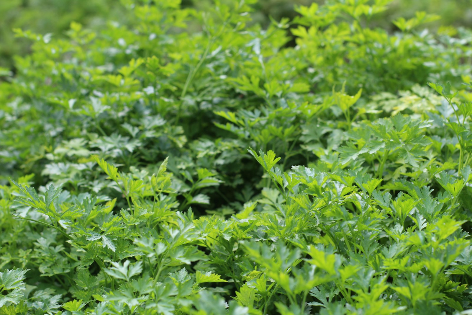 A dense bed of flat-leaf parsley with glossy divided leaves