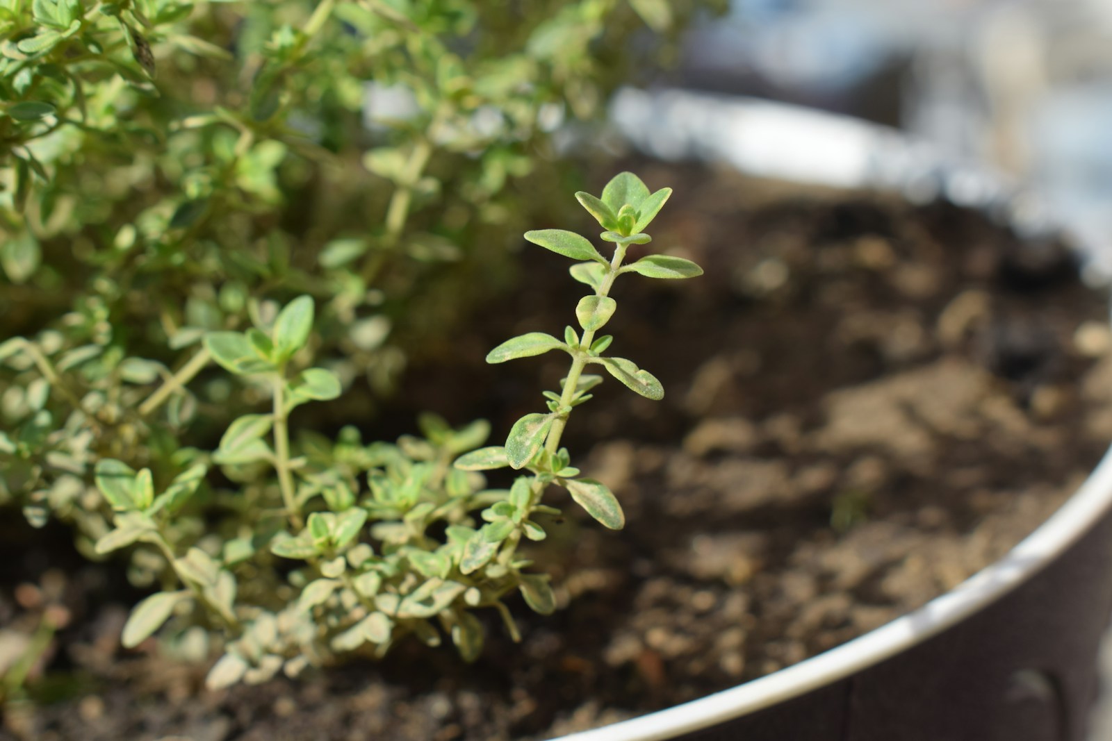 Young thyme shoots growing in a round pot of dark soil