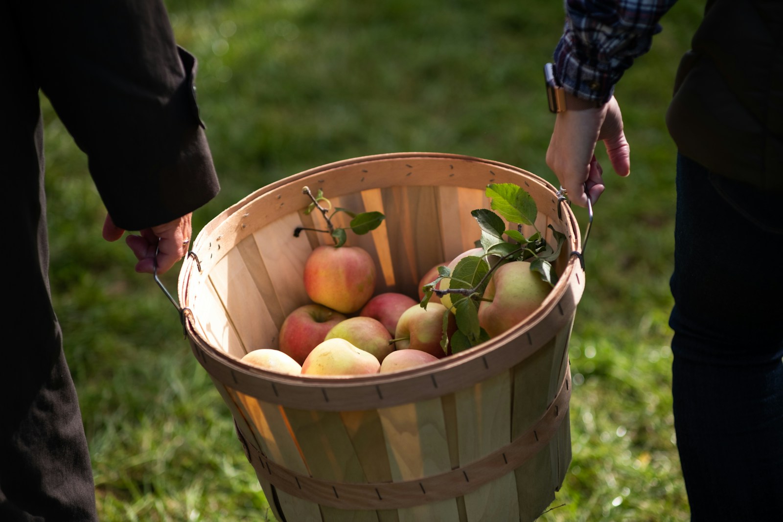 Two people carrying a wooden bushel basket of freshly picked apples