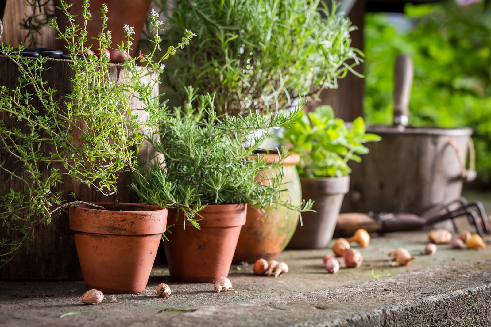 Young herb plants in terracotta pots beside a trowel on a potting bench