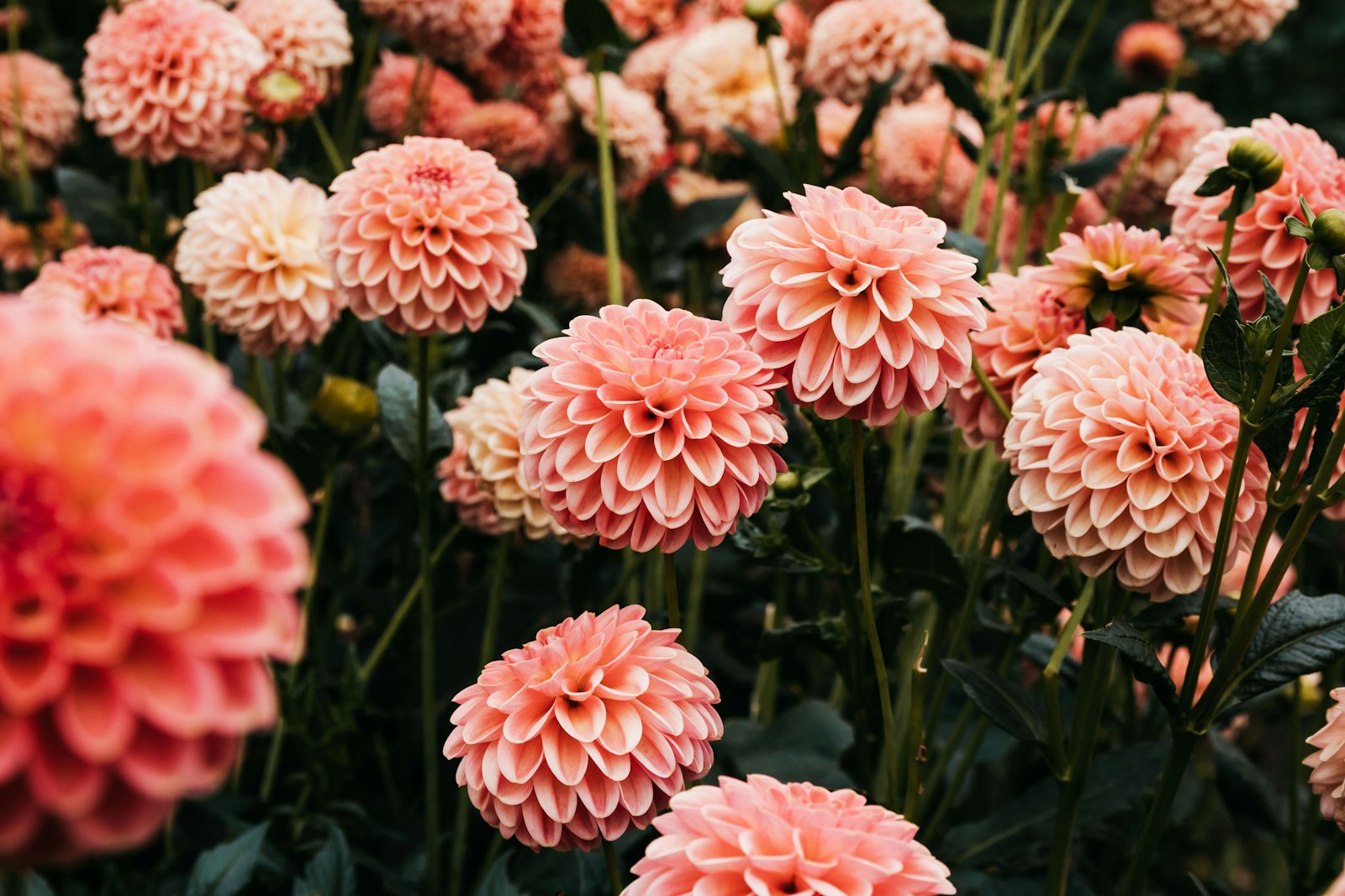 Bed of coral-pink ball dahlias on tall stems among dark leaves