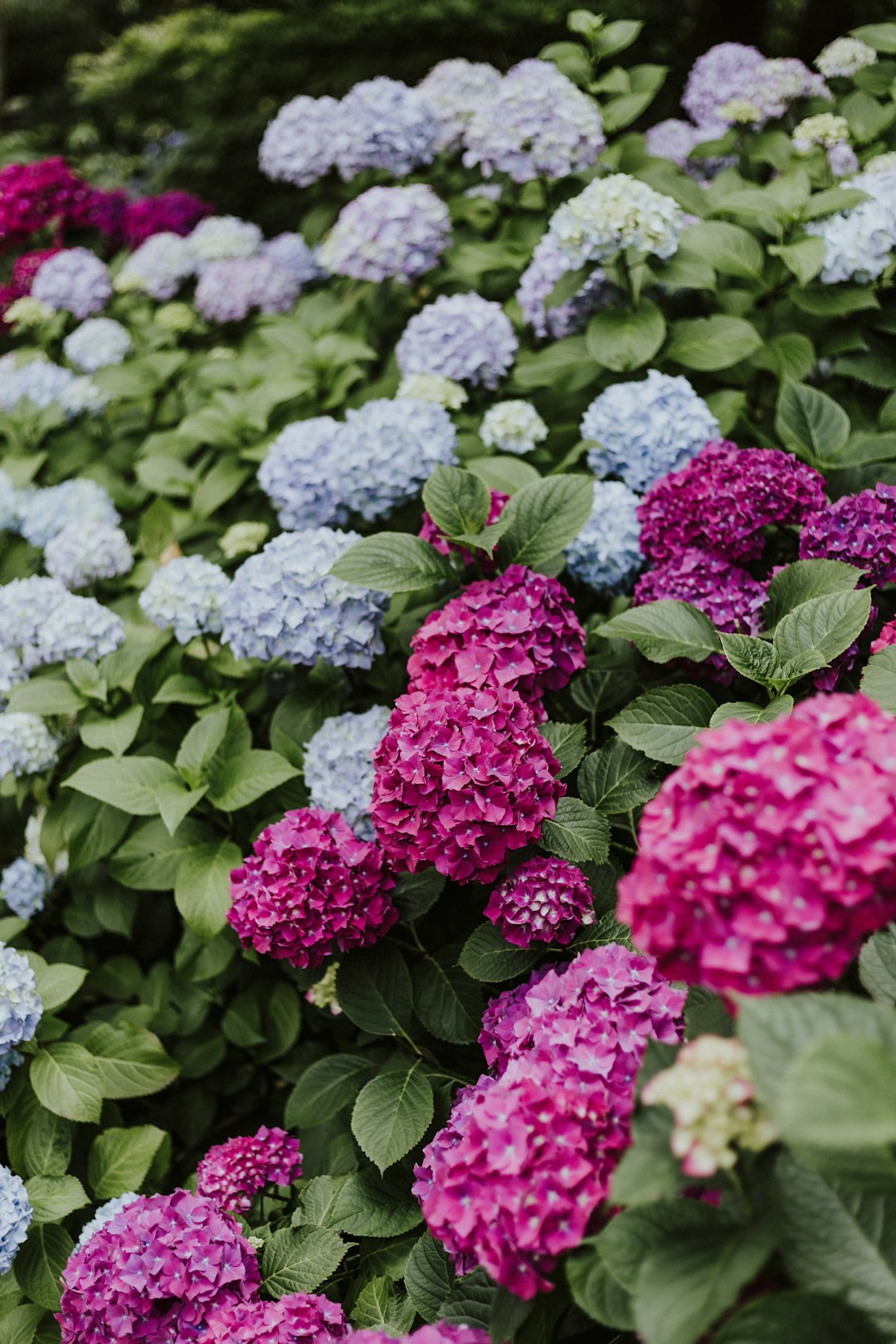 Hydrangea shrub with blue, purple, white, and magenta mophead blooms side by side, showing color variation