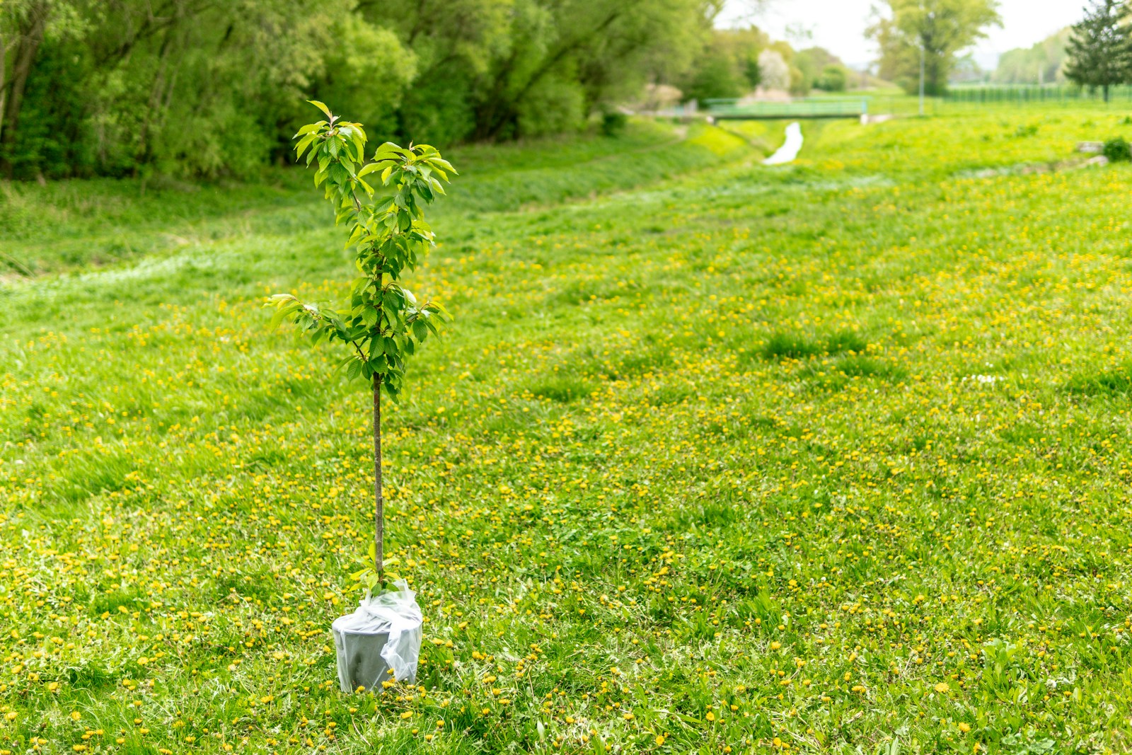 Young potted fruit tree sapling standing on grass ready for planting