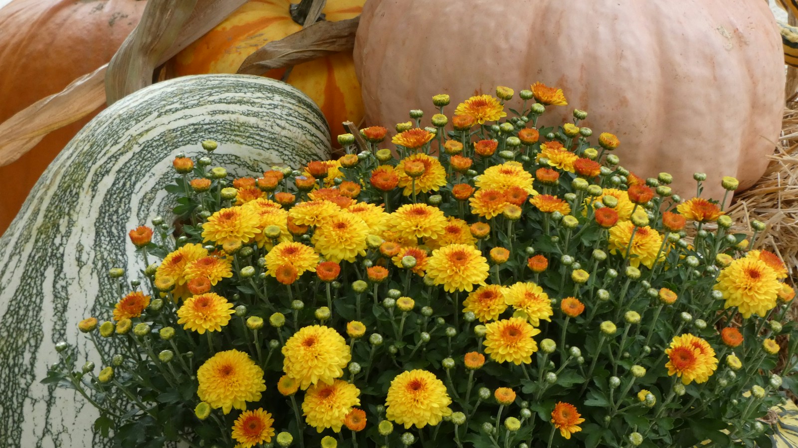 Dome of yellow and orange mums in bud and bloom beside pumpkins