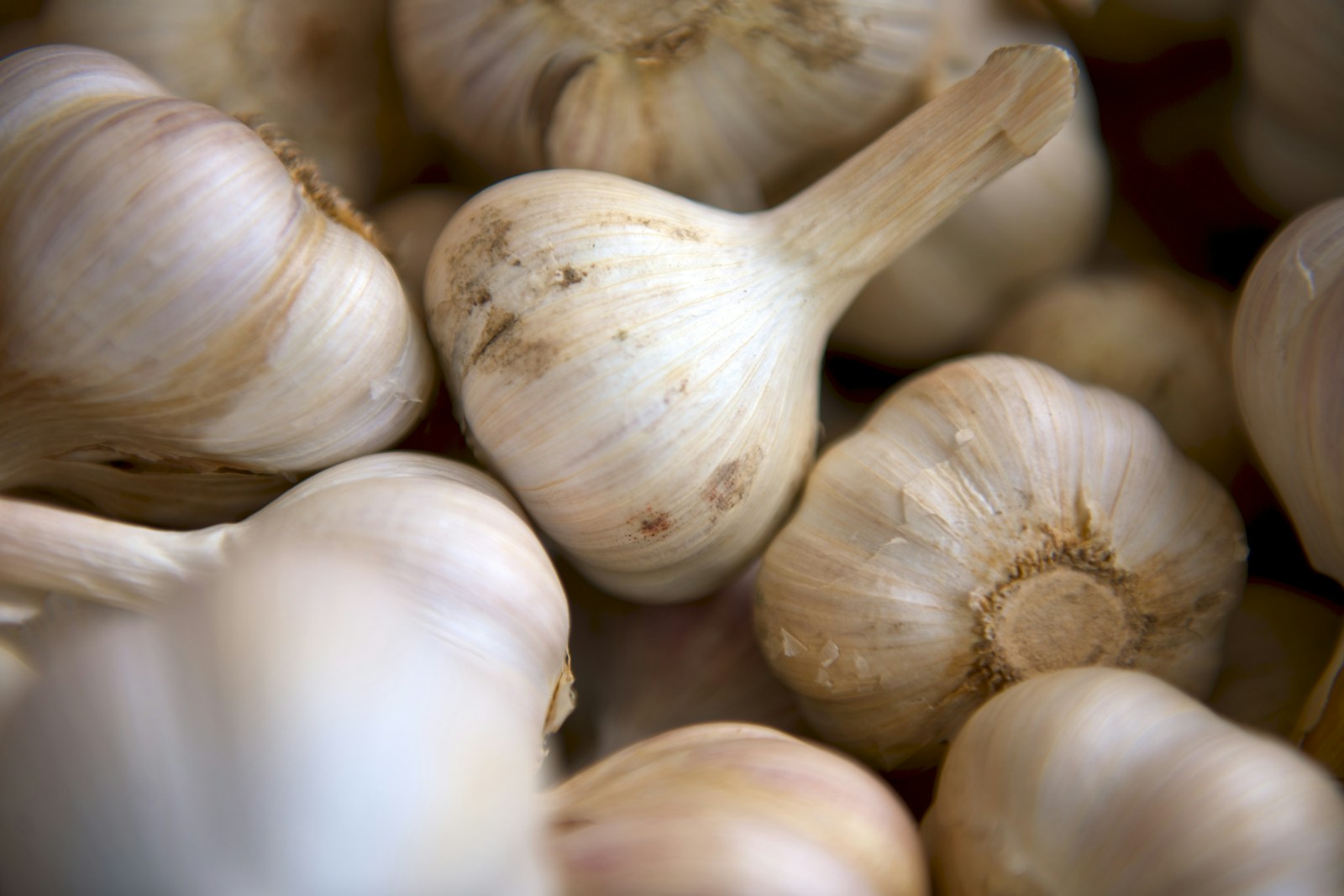Close view of harvested garlic bulbs with soil still on the skins