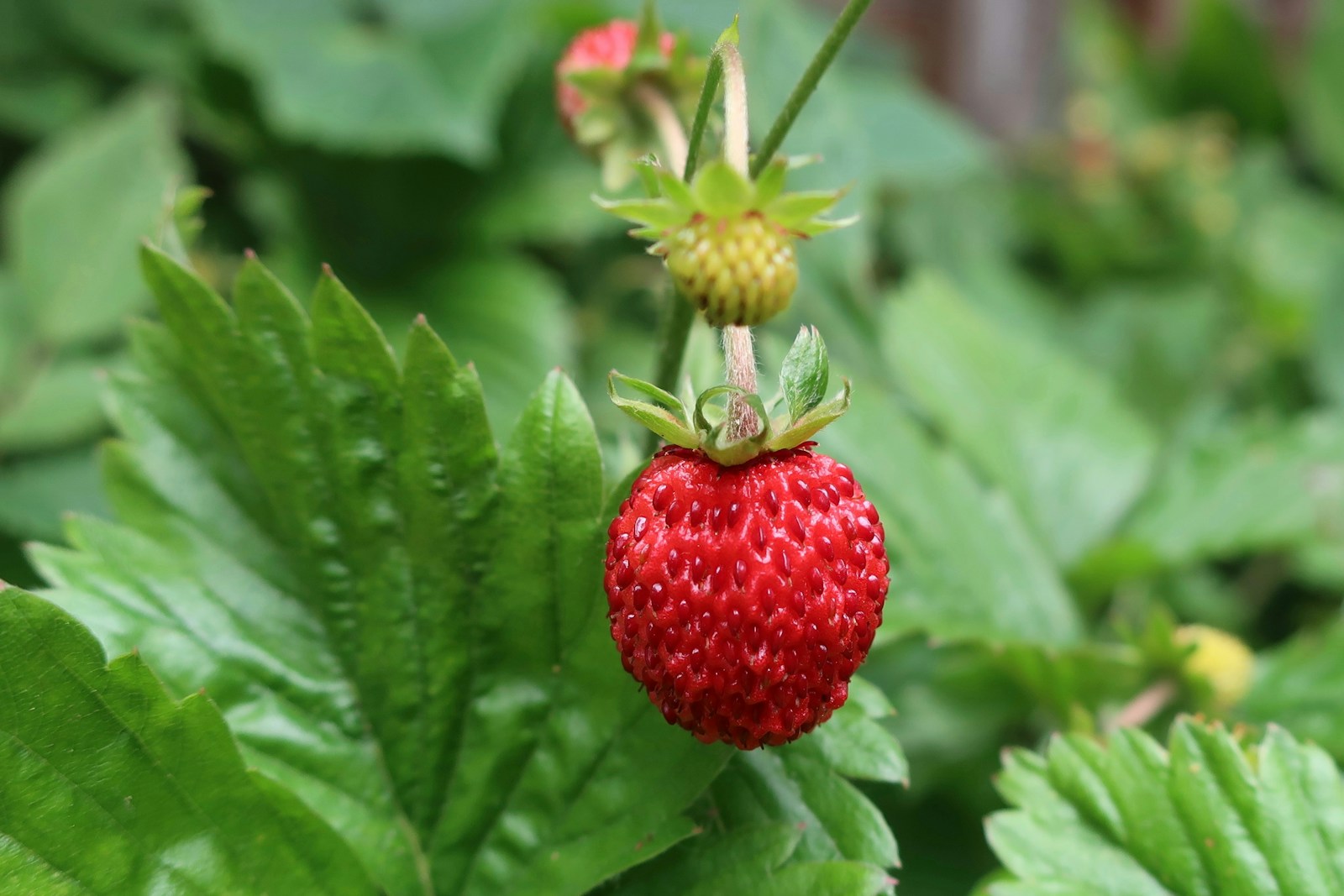 A small ripe wild strawberry hanging above a green unripe berry