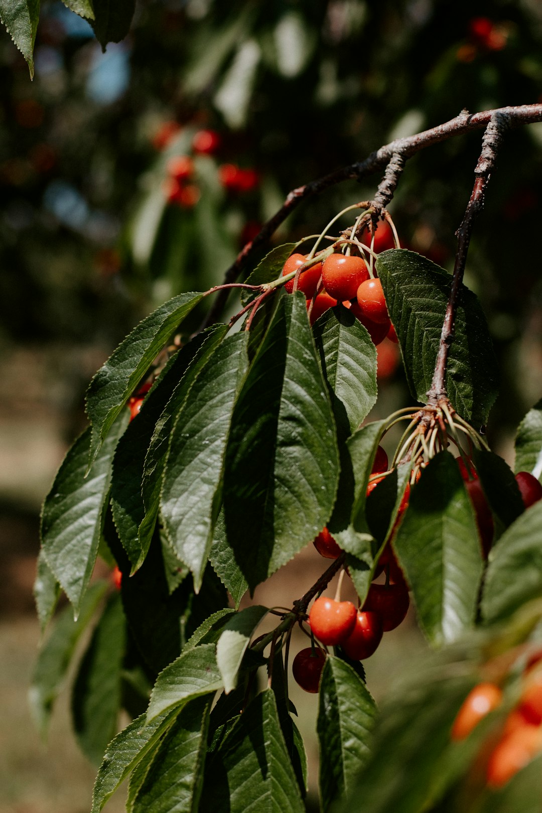 An orchard tree heavily loaded with clusters of ripe orange-red cherries