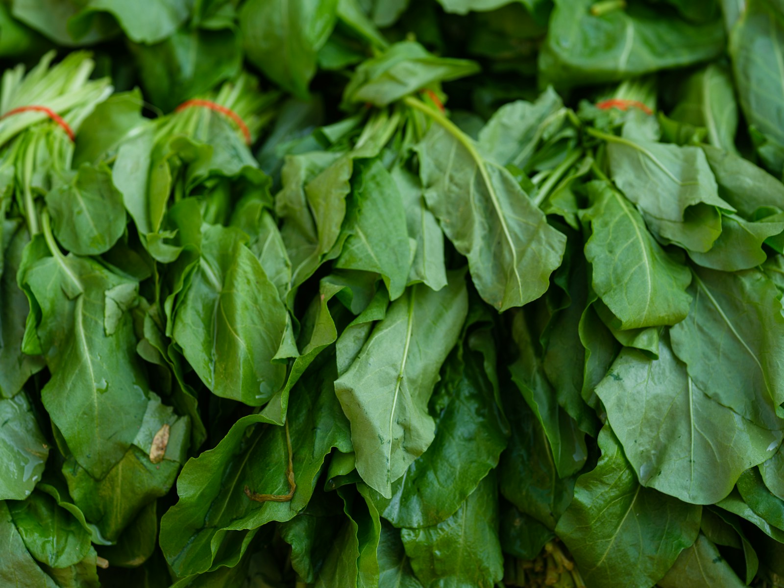 Bunches of smooth-leaf spinach tied with red string at a market