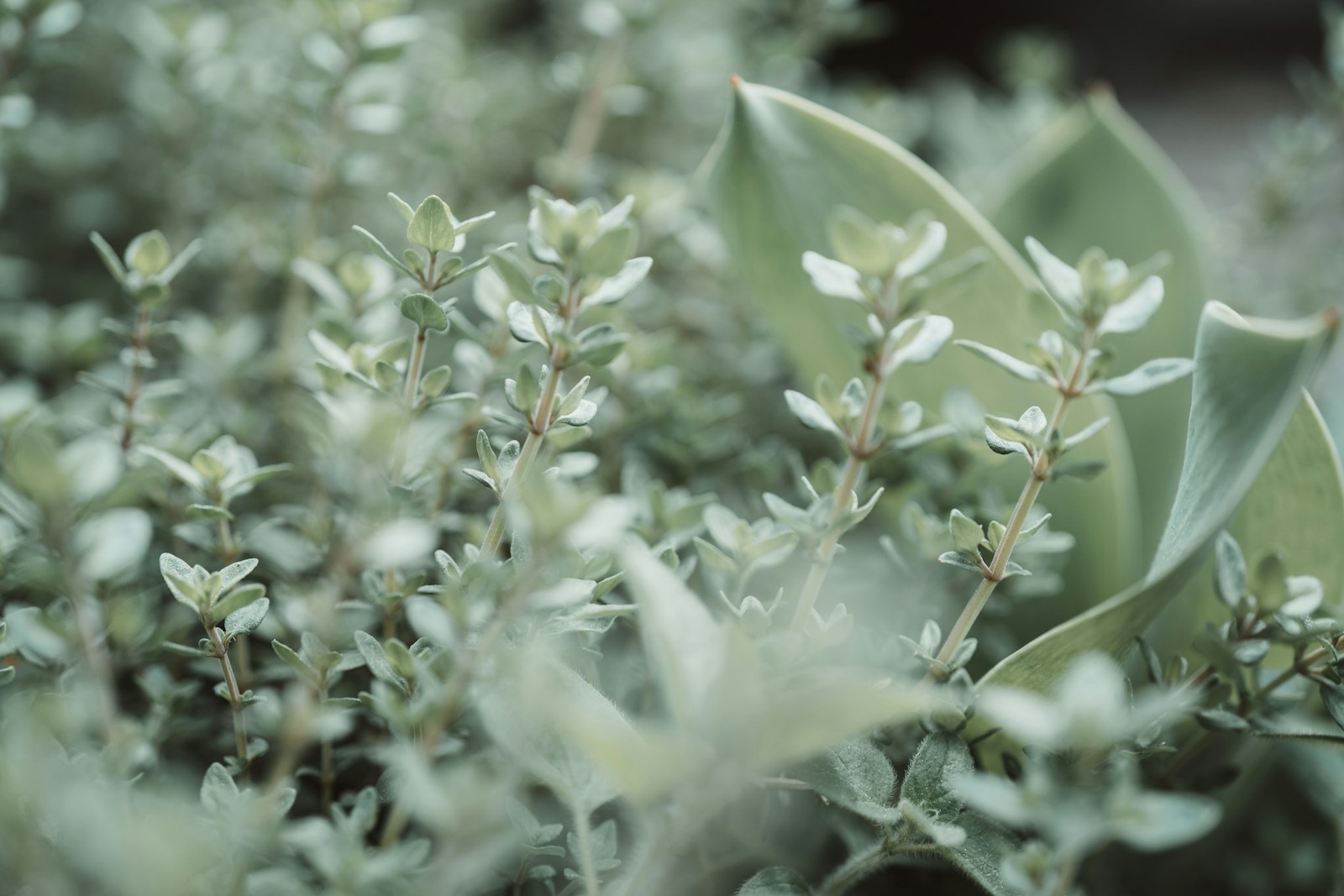 Silvery grey-green thyme stems with small oval leaves in a herb bed