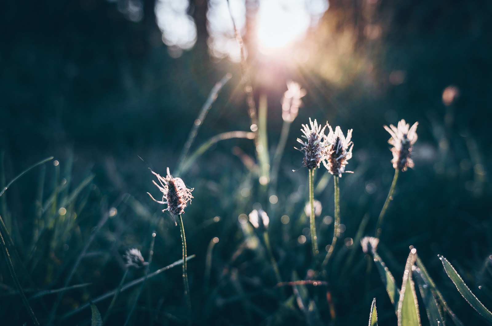 Ribwort plantain flower heads on wiry stalks backlit by morning sun in dewy grass