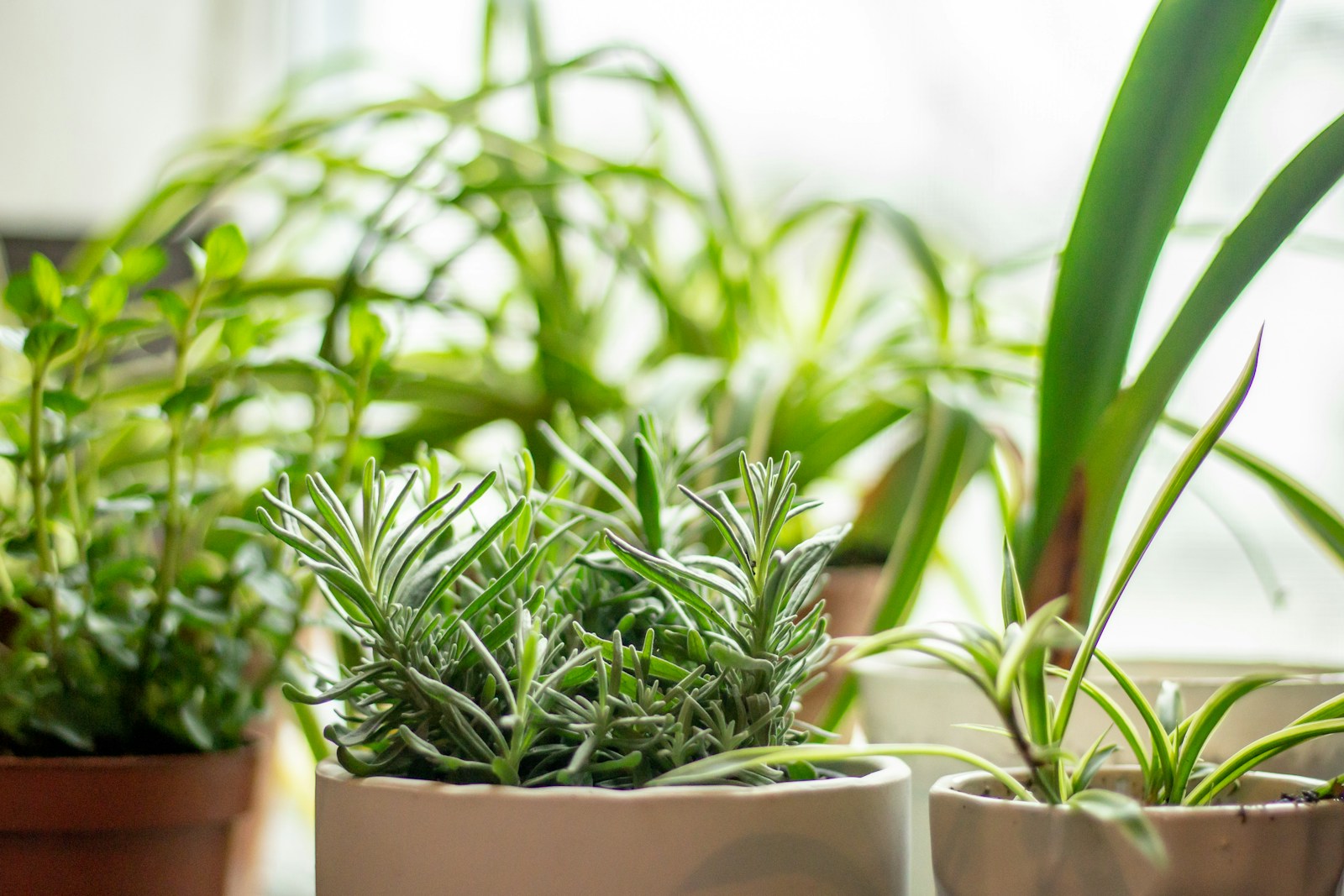 Young silvery lavender plant in a pale pot beside other herbs