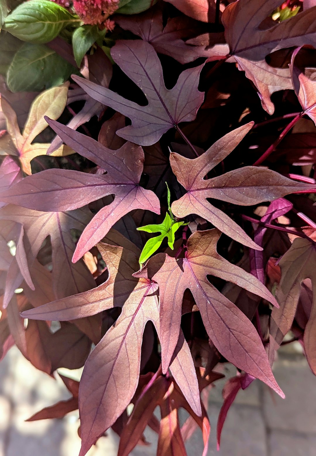 Deeply lobed purple-bronze sweet potato vine foliage with a fresh green shoot at the centre