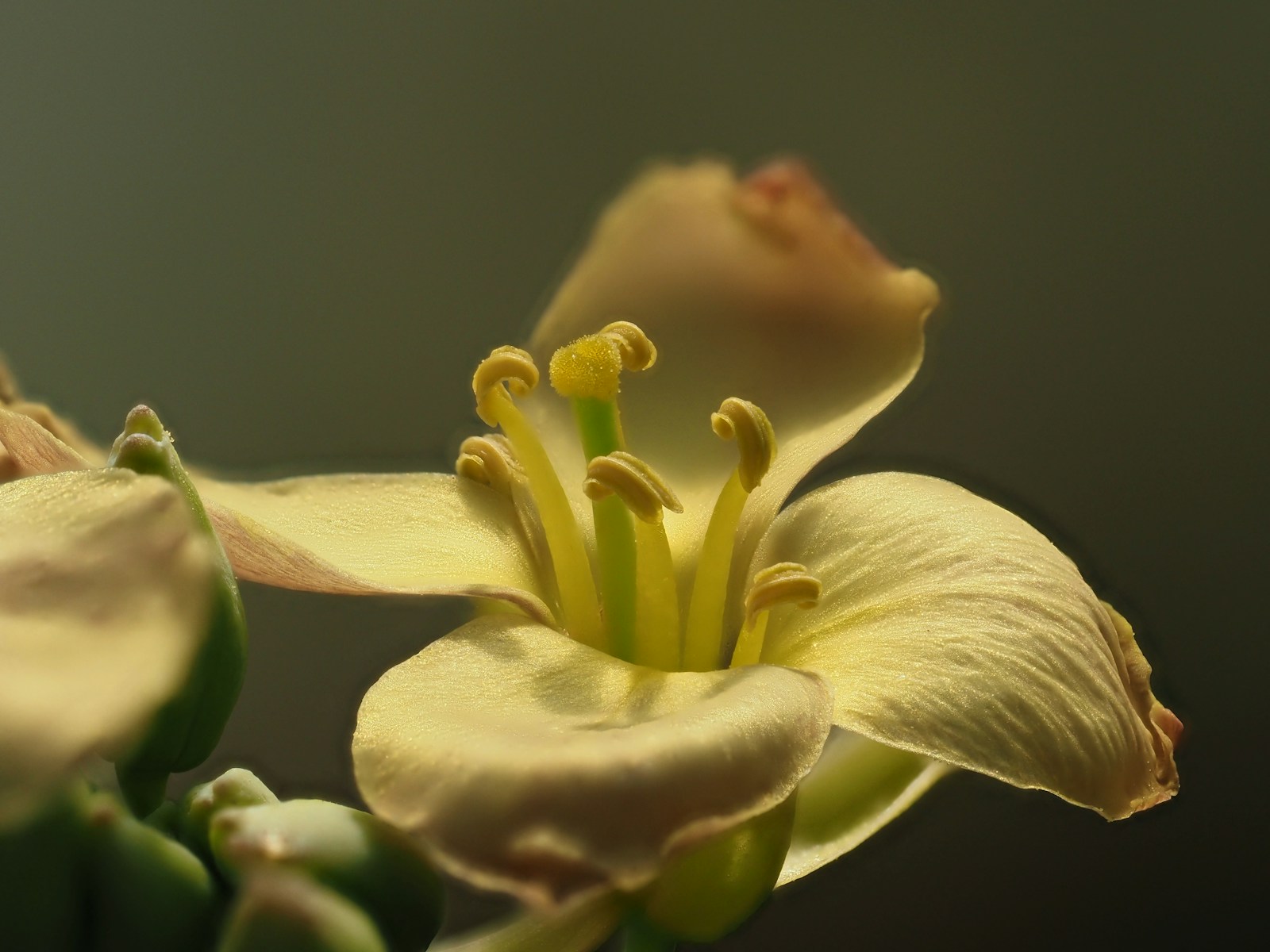 Close-up of a creamy four-petalled arugula flower with curled stamens