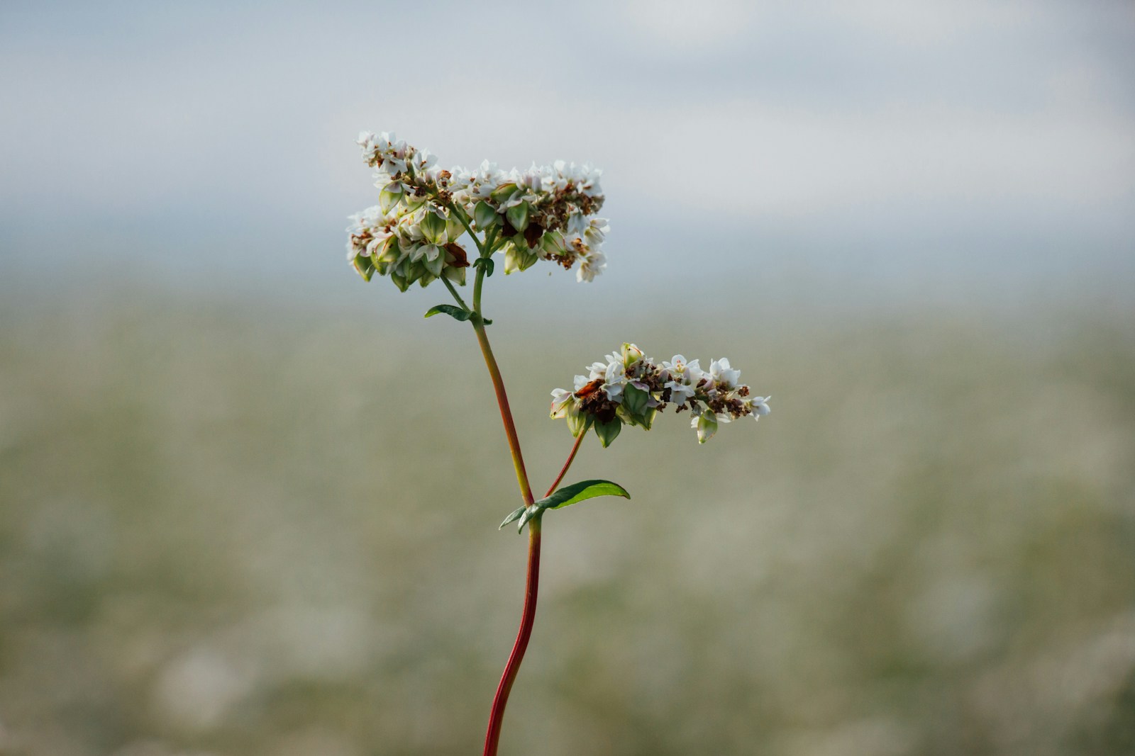 Single buckwheat stem carrying flowers and young forming seeds