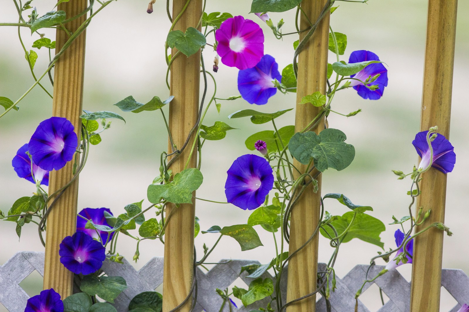 Morning glory vines twining around wooden deck spindles with purple and pink flowers